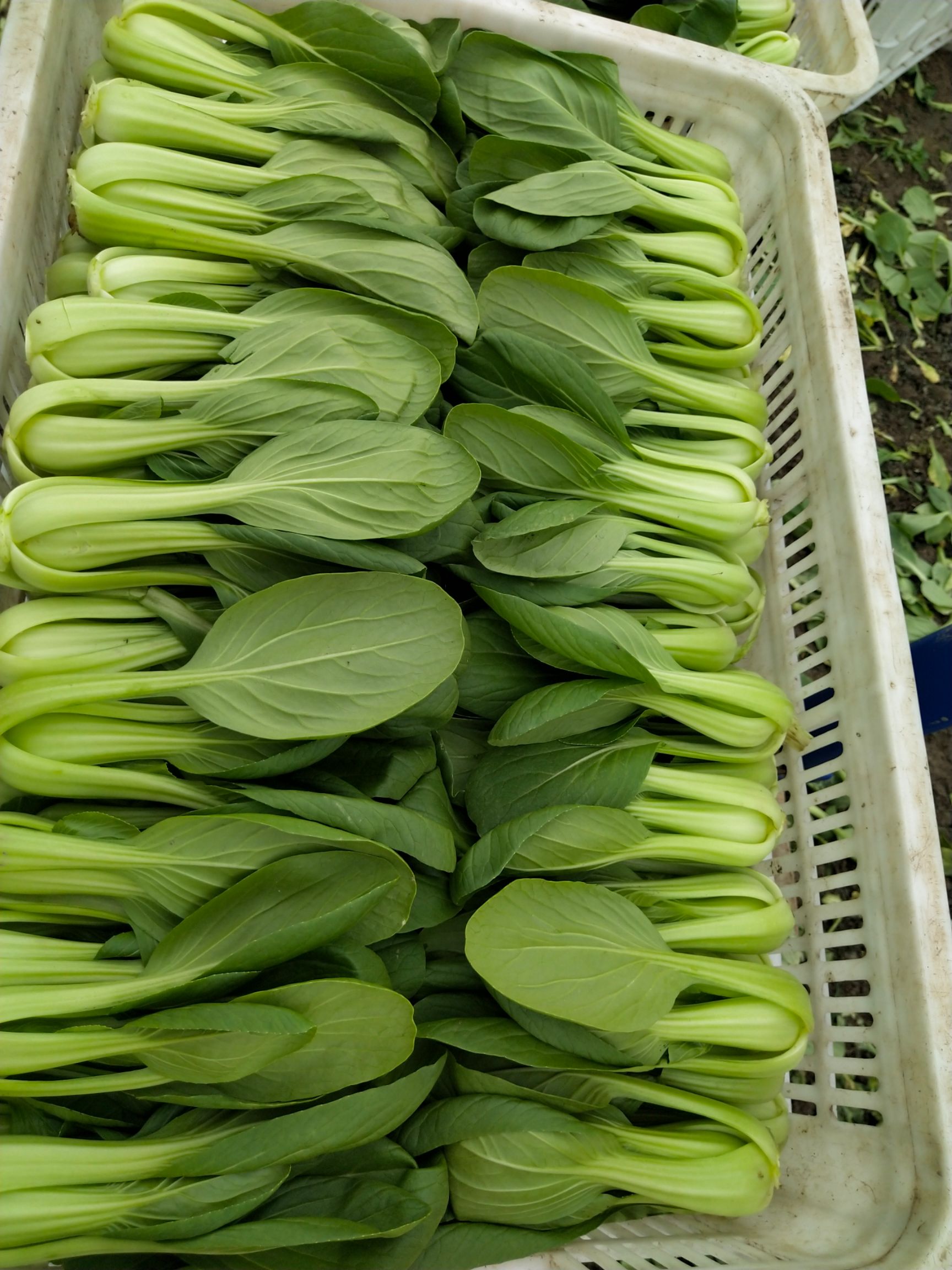 品种名:小青菜 长度:10~15cm 颜色:浅绿色 种植环境:大棚