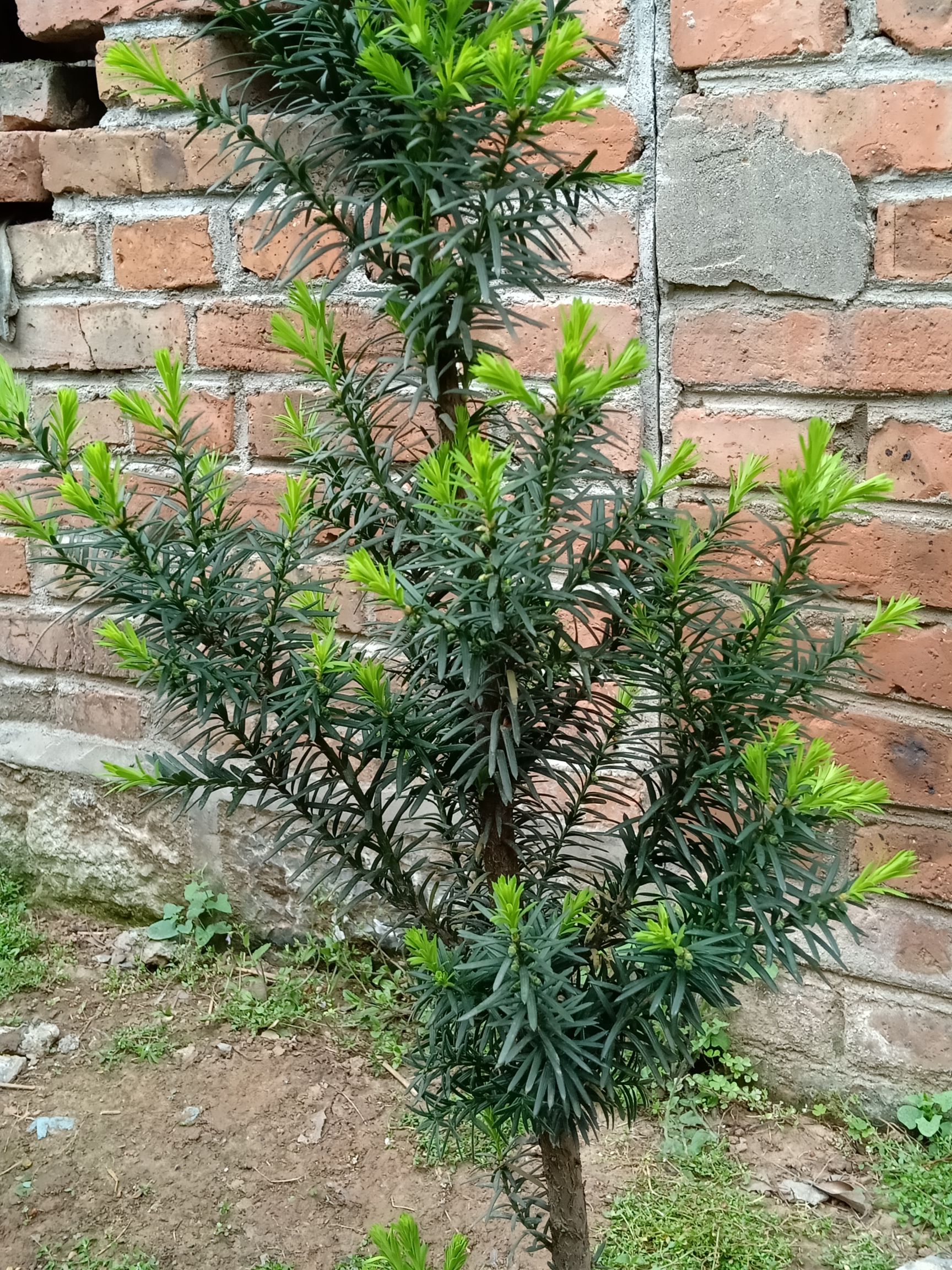 自己家种红豆杉己结果了,高度1.6米,一公一亩包邮120元