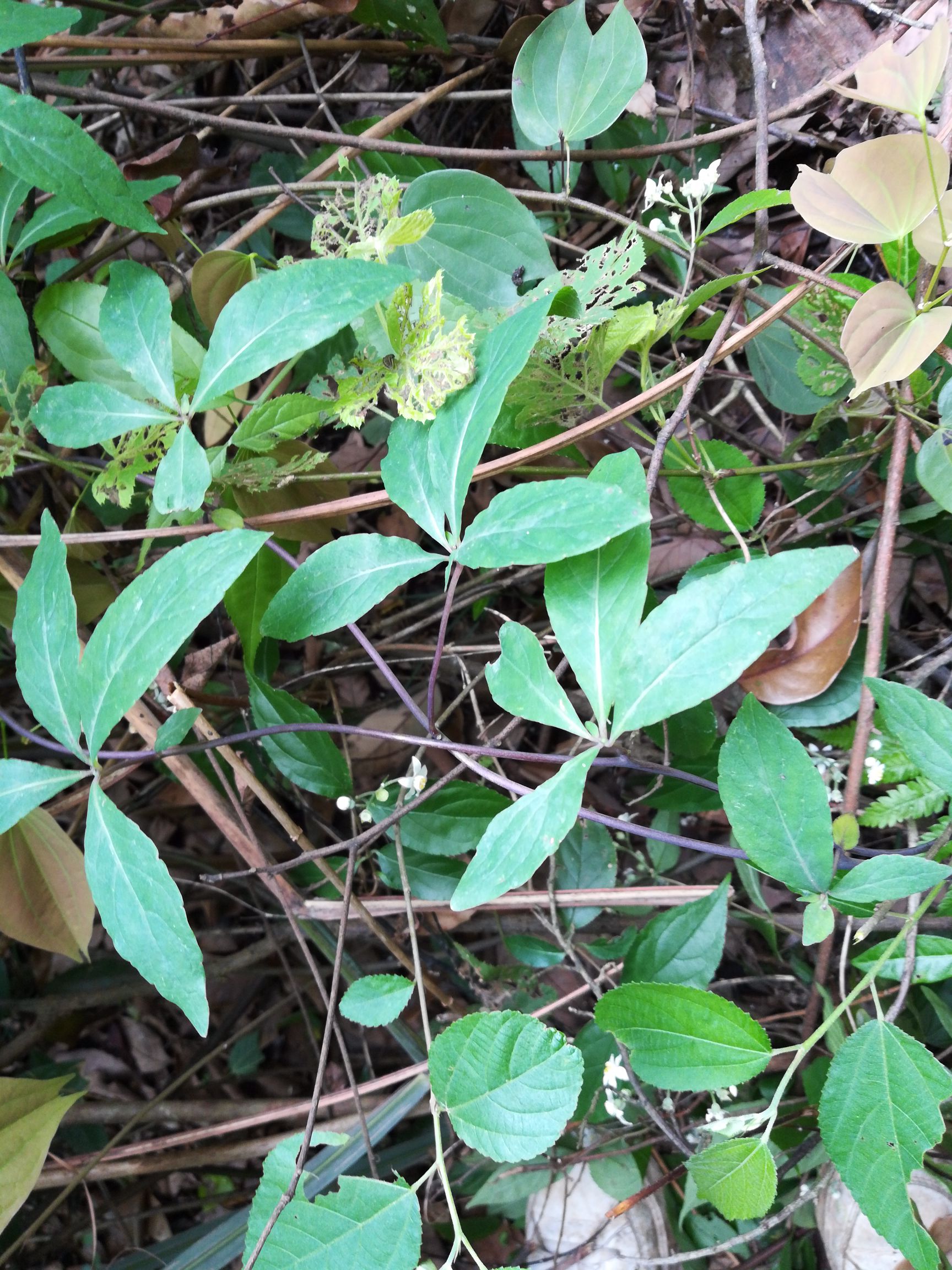 太子参 非种植四叶参