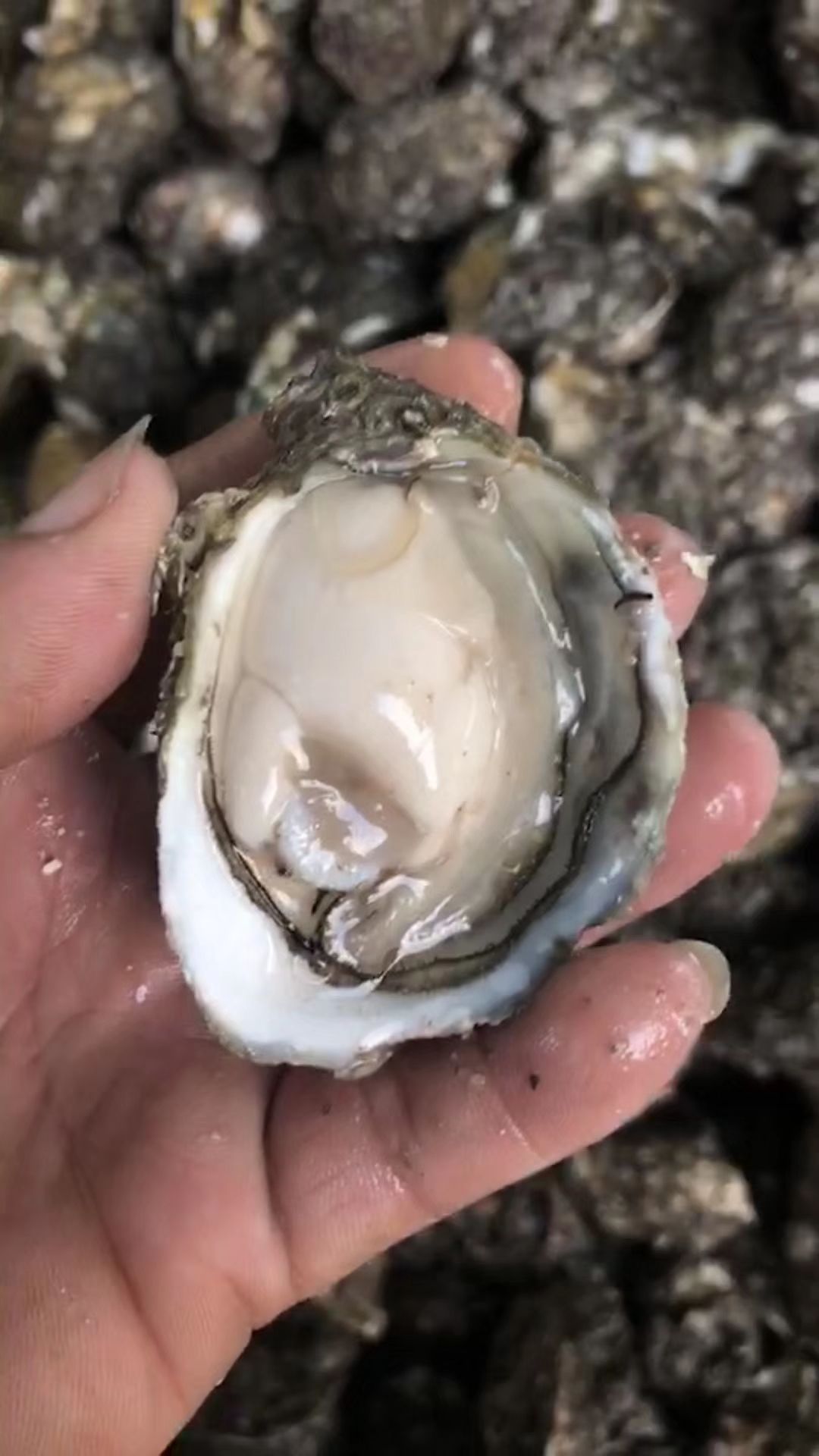 福建生蚝 生蚝现割现发欢迎来扰!