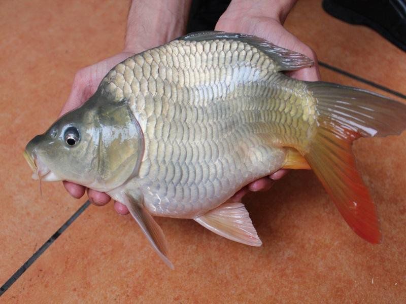 文庆鲤鱼苗 荷包鲤鱼苗 珍珠鲤鱼苗3-5cm