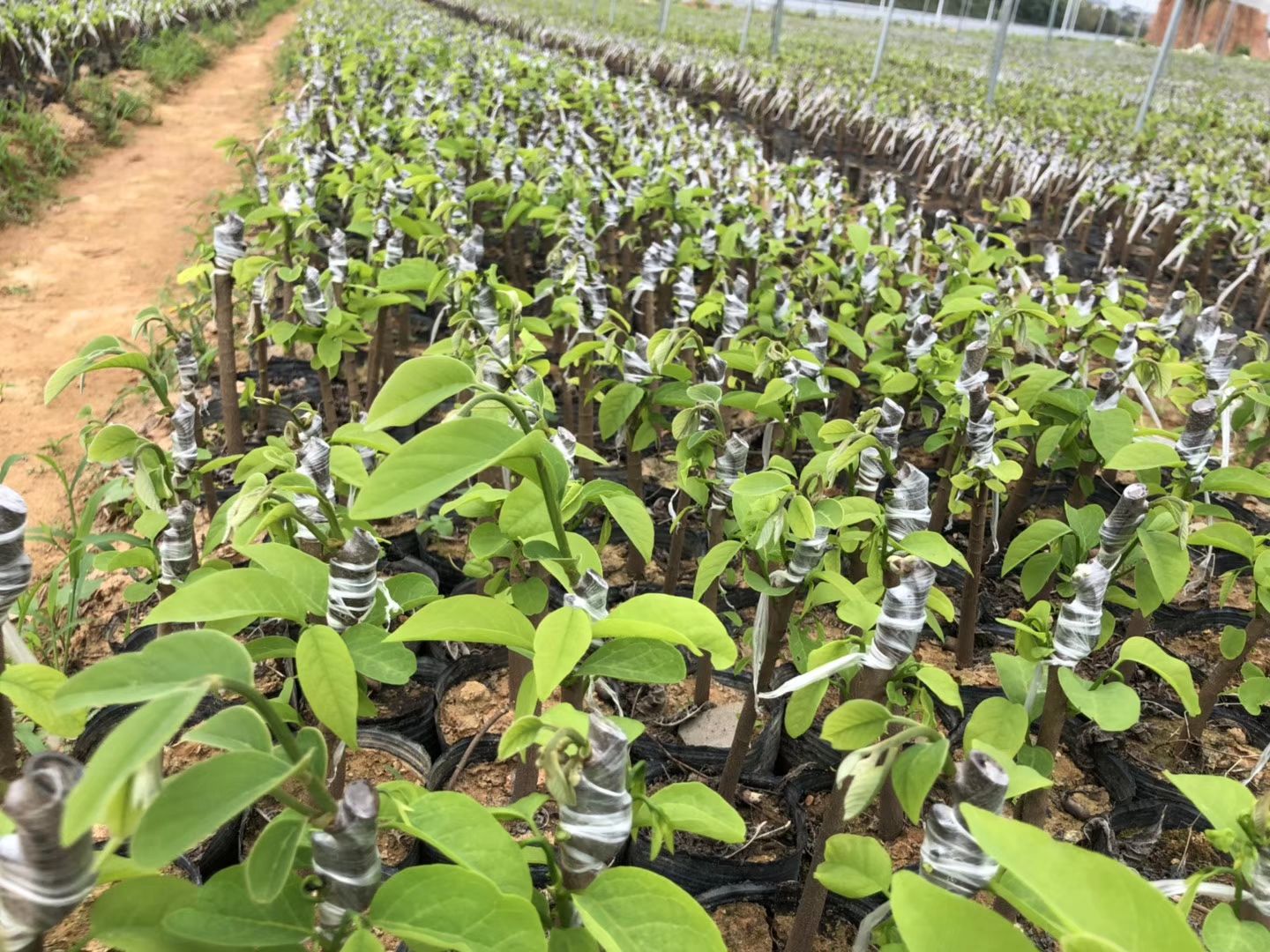 释迦果苗 嫁接释迦果树苗番荔枝苗佛陀果带土带叶发货