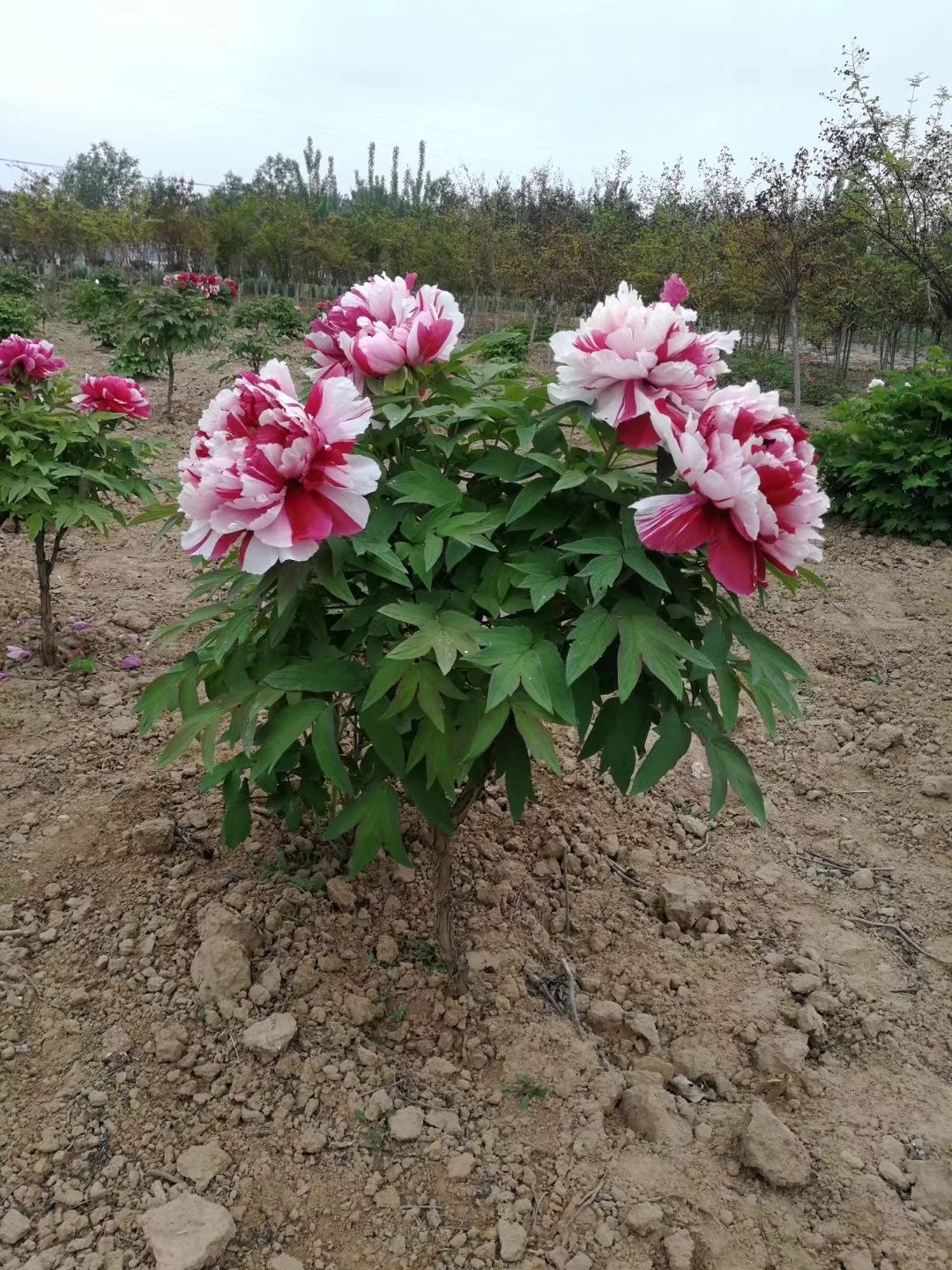 我这里有观赏牡丹苗和观赏芍药苗