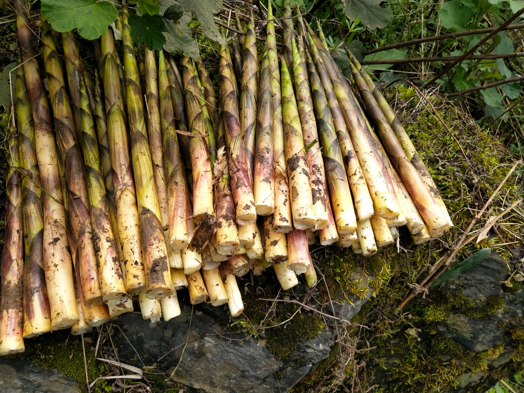 纯高山野生平竹笋