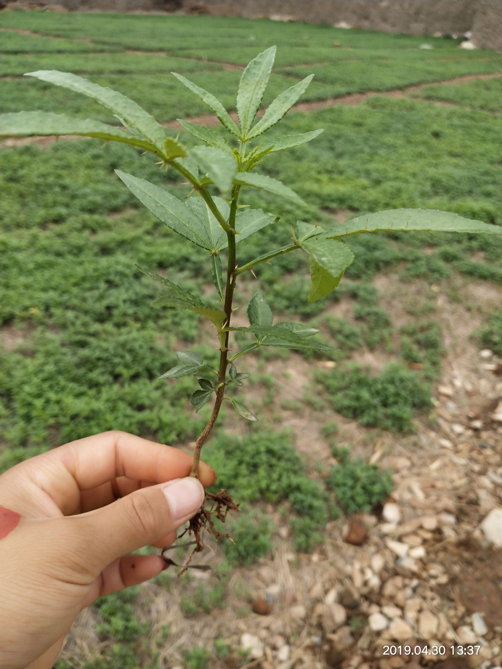 青花椒苗 品质优良 成*率高 量大从优