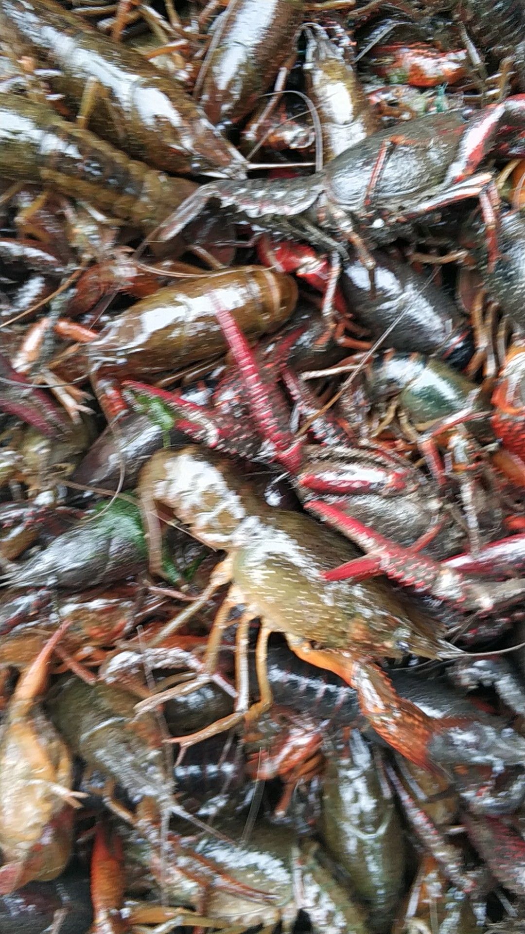 [洪湖小龙虾批发]洪湖小龙虾 3-5钱 稻田虾价格16元