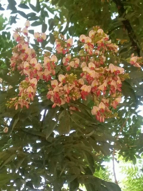 聊红槐又叫红花国槐