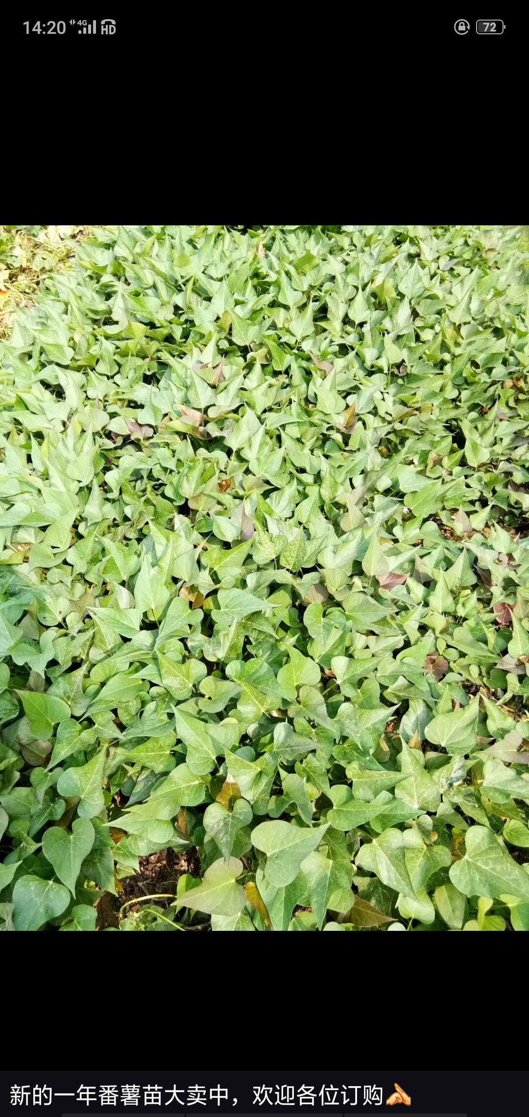 西瓜红红薯苗 新的一年番薯苗大卖中,欢迎各位订购.