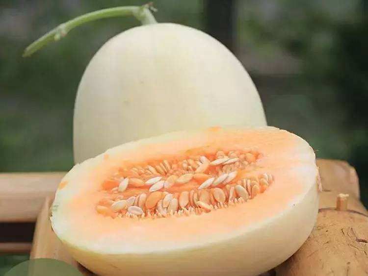 东方蜜1号 东方蜜一号
