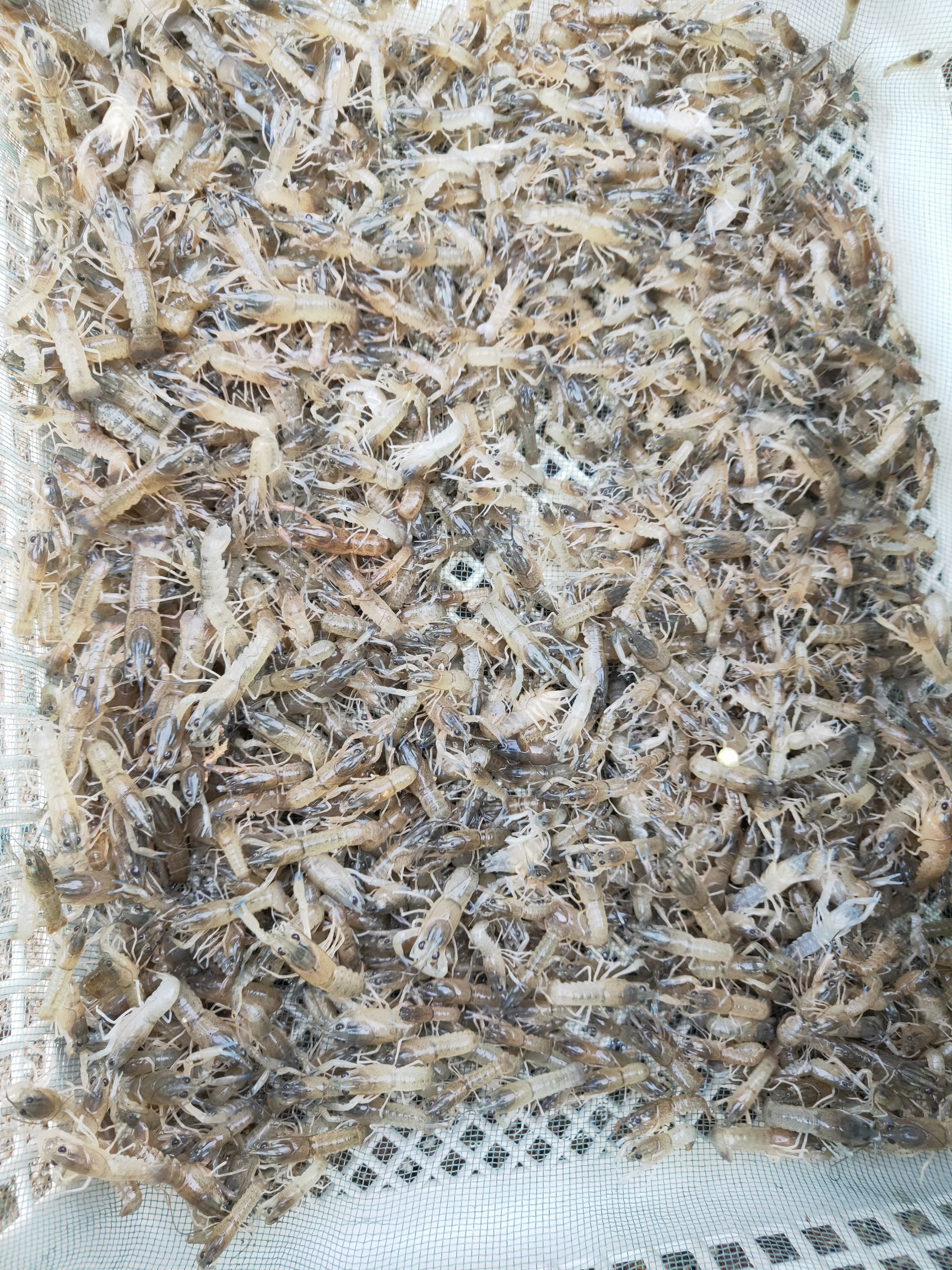 澳洲淡水小龙虾虾苗