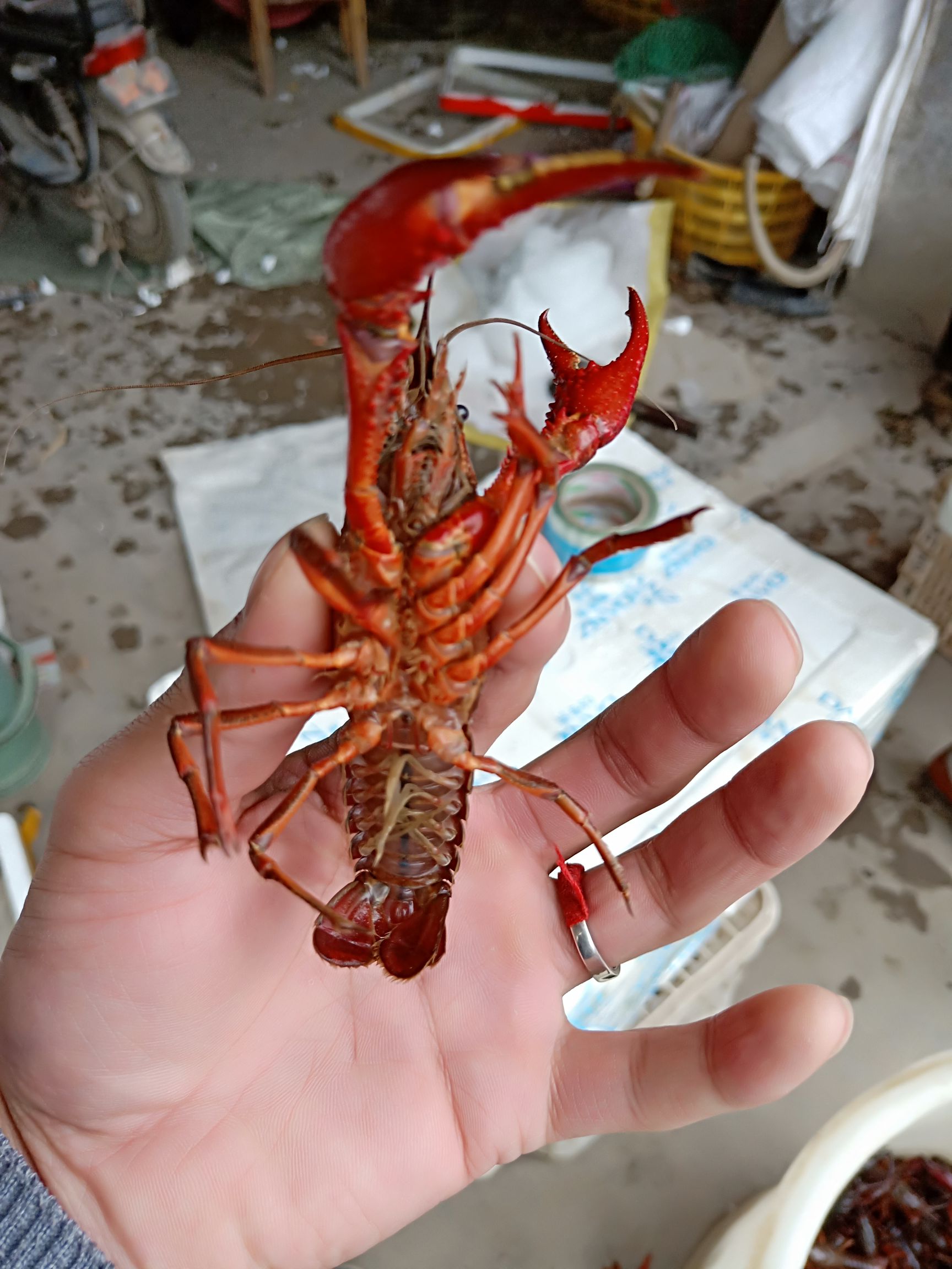 清水小龙虾活体小龙虾鲜活小龙虾活规格567钱零售