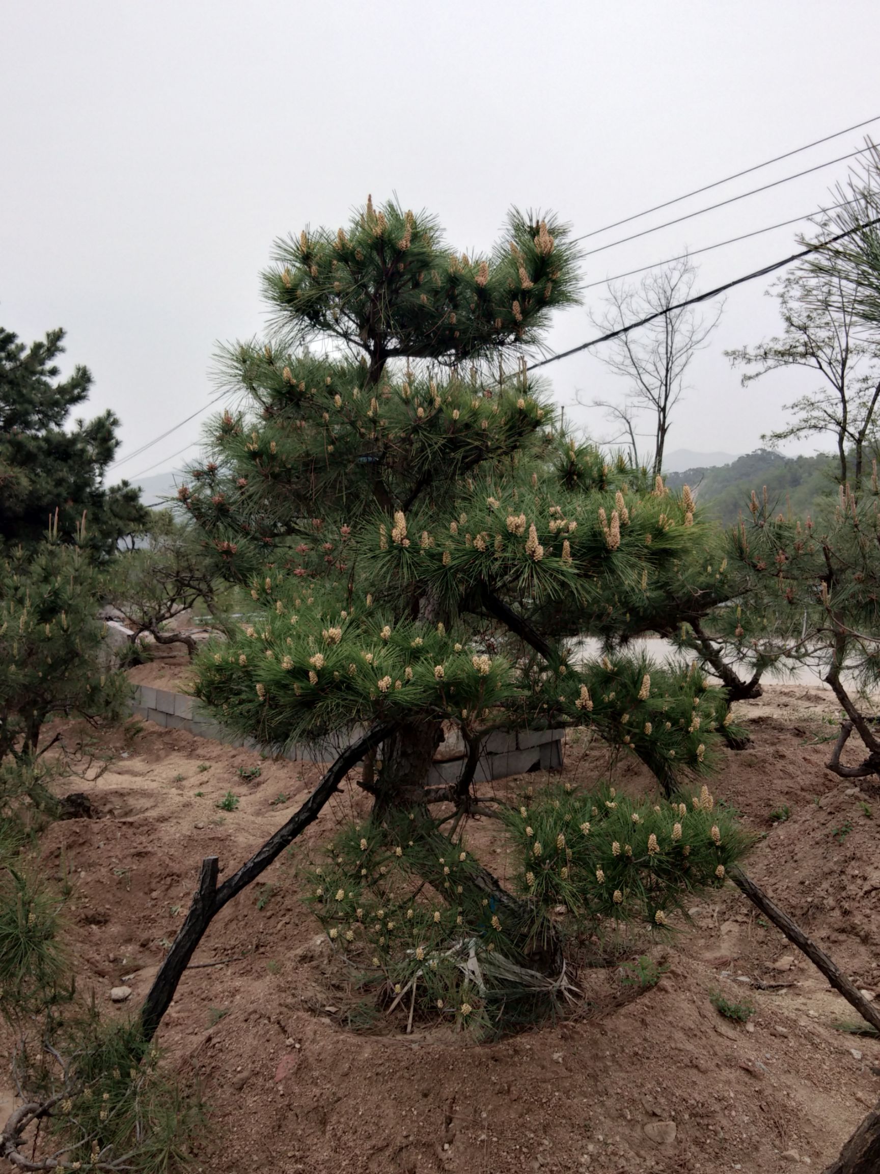 造型油松