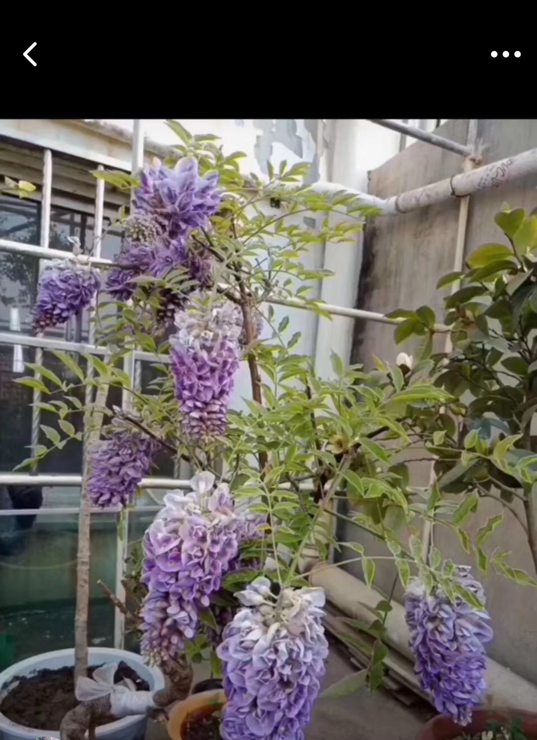 [丰花紫藤批发] 藤本花卉紫藤苗,紫水晶,蓝水晶小苗到