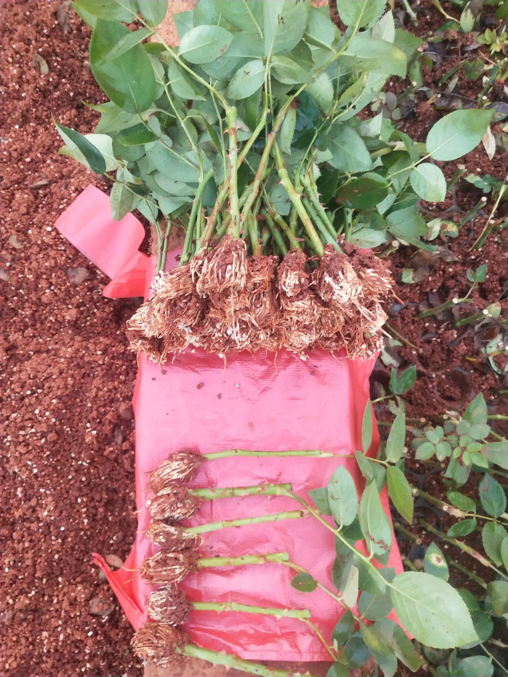 供应大厅  苗木花草  玫瑰