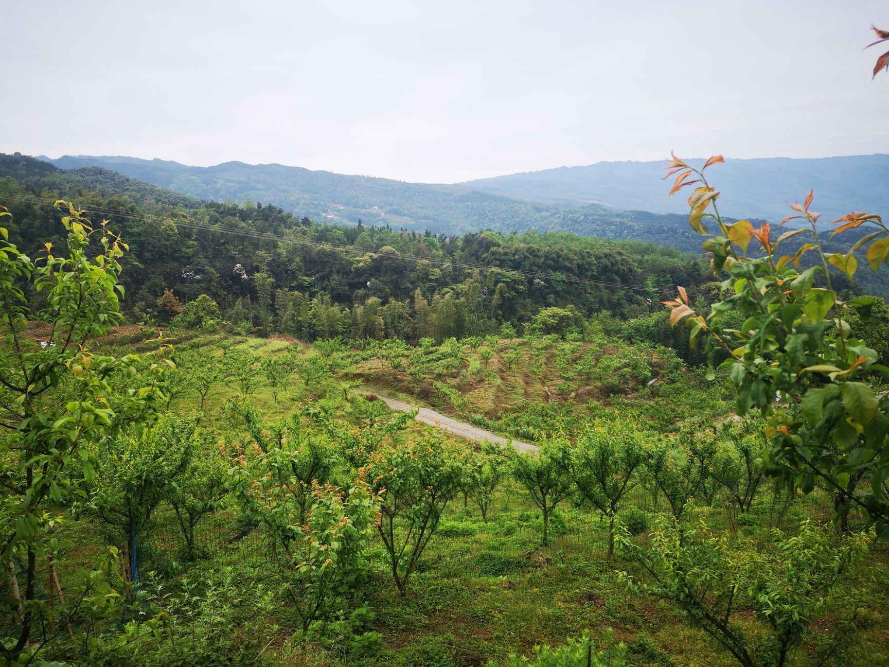 五月脆李 高山果园,六月中下旬上市,最好口感高山李,5斤包邮