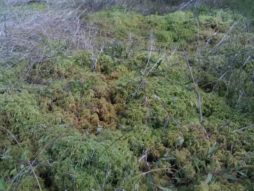 贵州省黔南州龙里县龙山镇水苔村海花草