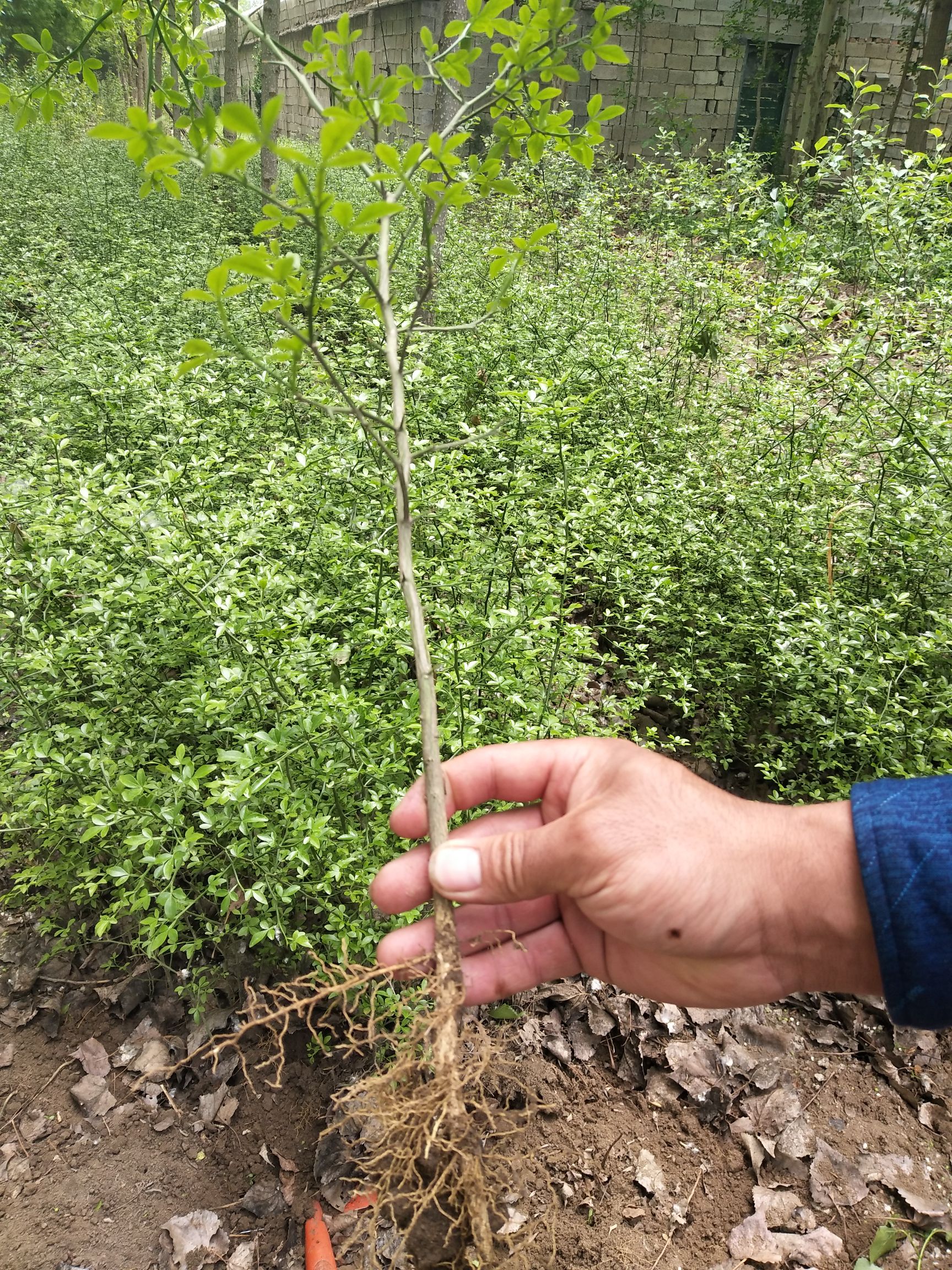 枸橘苗 绿化苗木枸橘树苗自家苗圃起苗