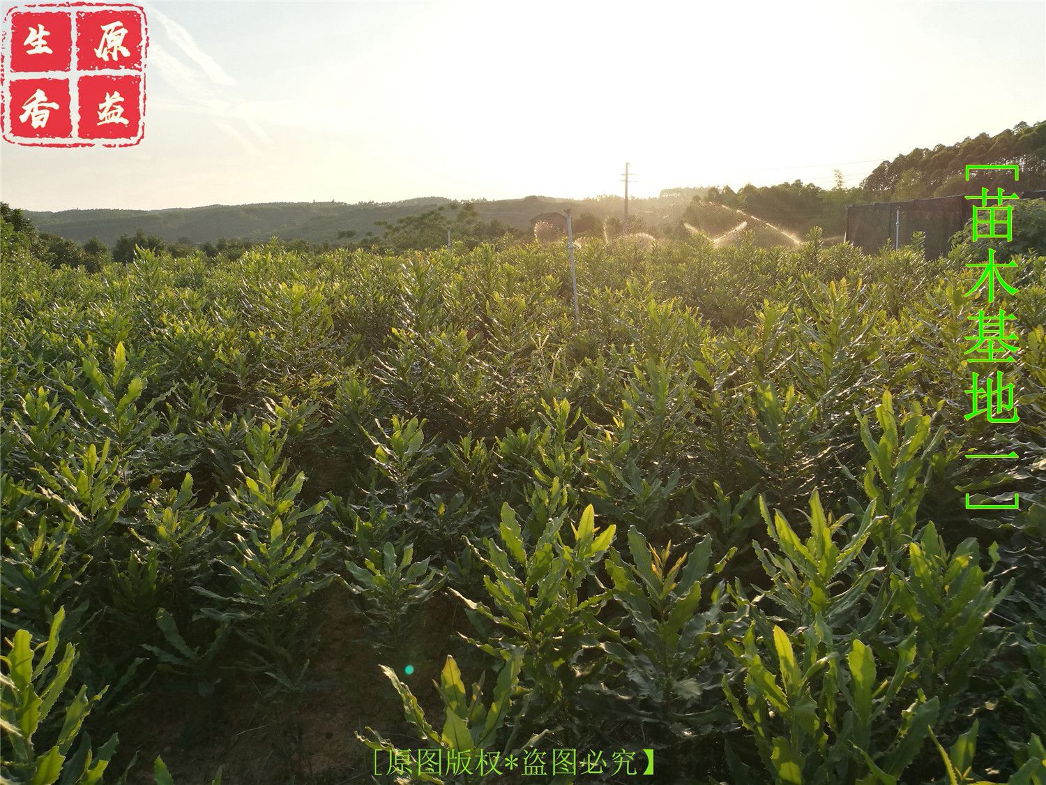 澳洲坚果苗 夏威夷果苗 坚果苗 桂热一号等 基地直供