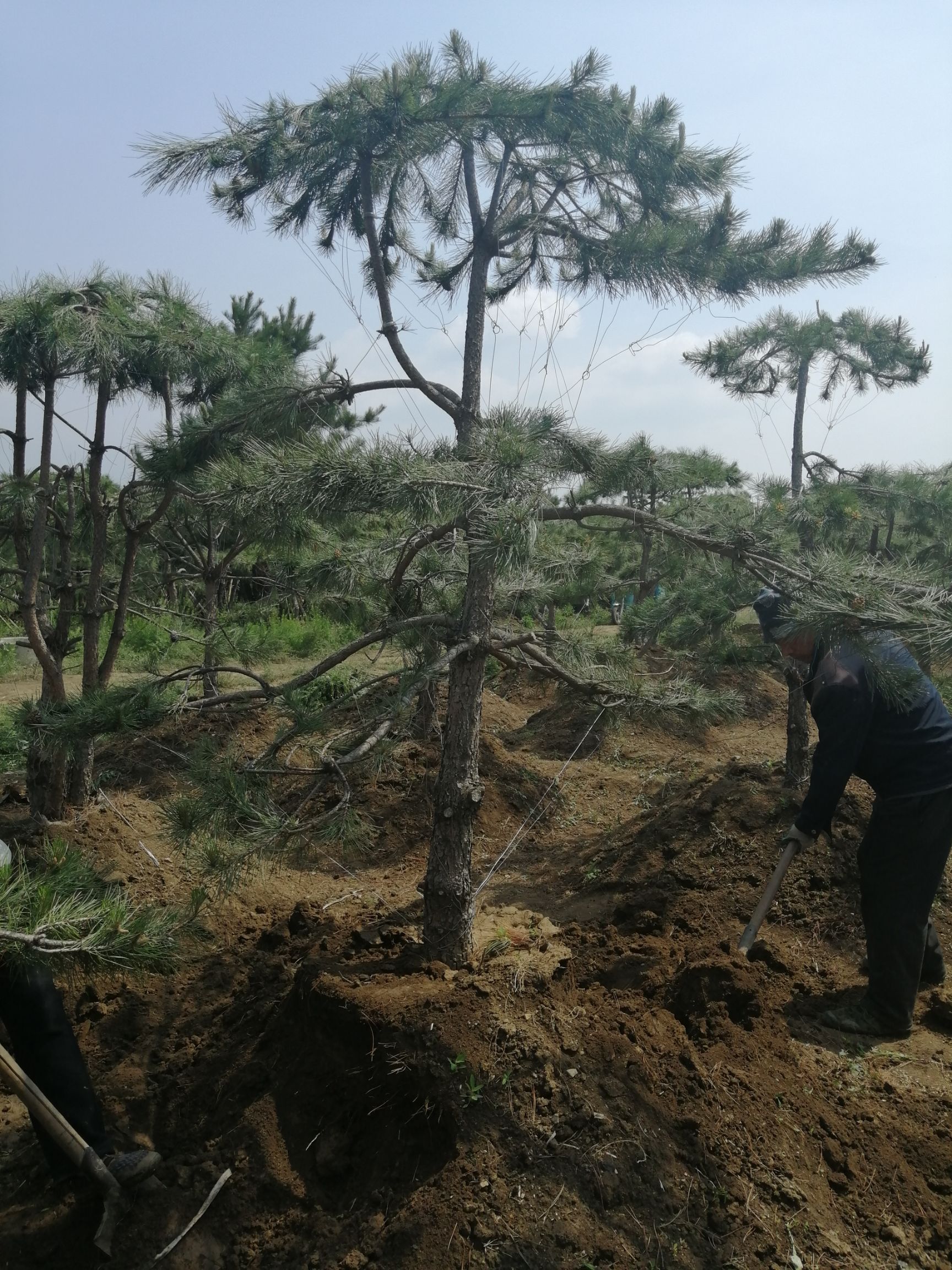 油松造型松,树型美,有要的老板联系我