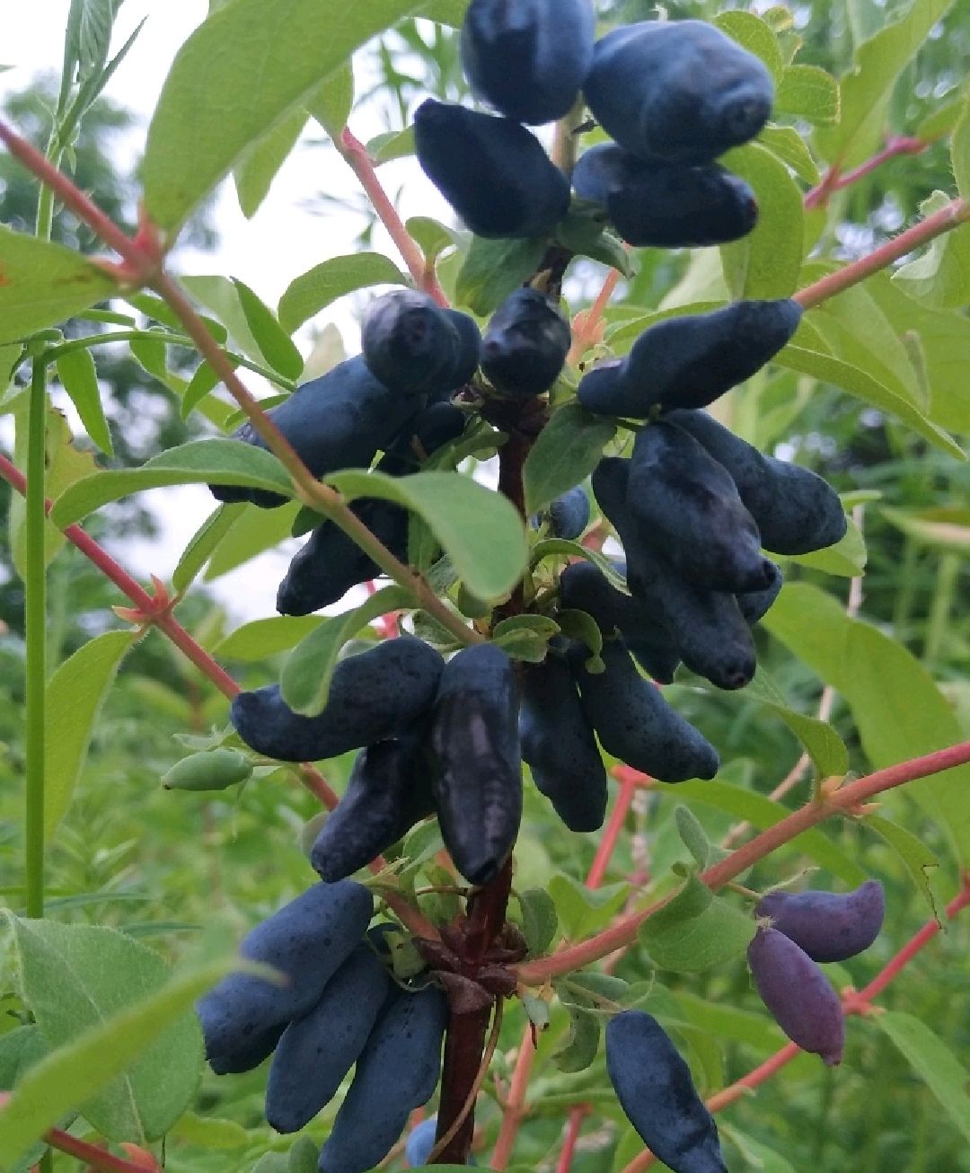 蓝靛果苗 基地直供