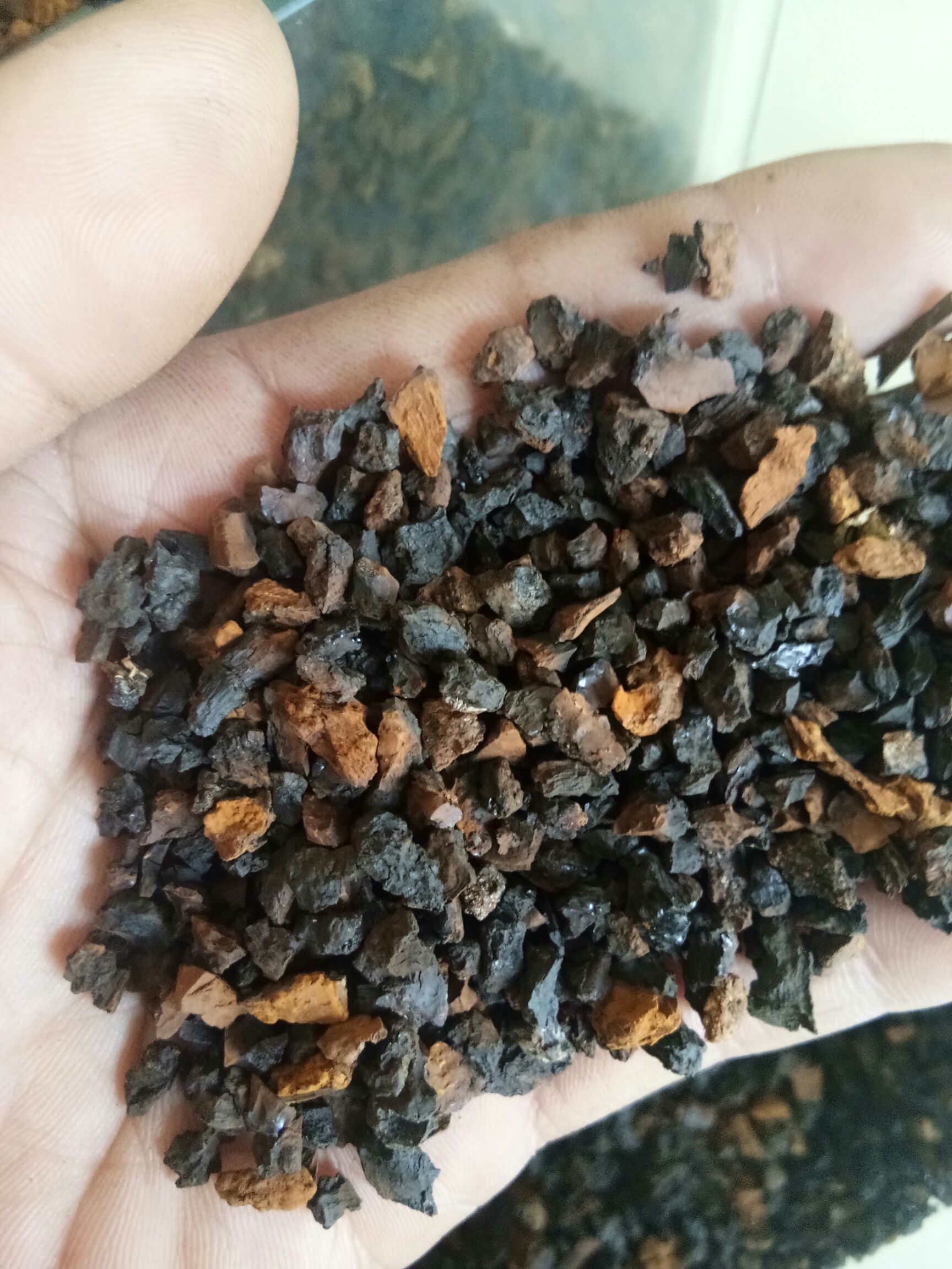 白桦茸 桦树茸,各种精品颗粒.规格有小颗粒,中颗粒纯黑精,等多规格