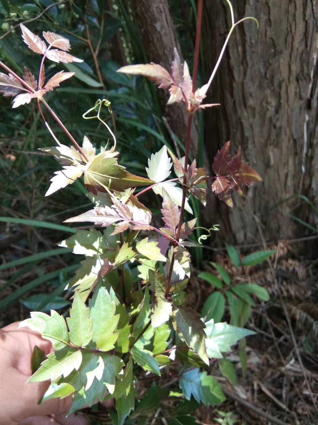 野生银藤茶也叫霉茶,夏天必备凉茶,清热解暑,下火