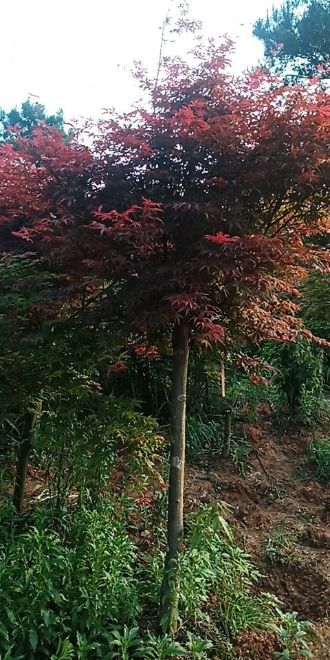 中国红枫 红枫树