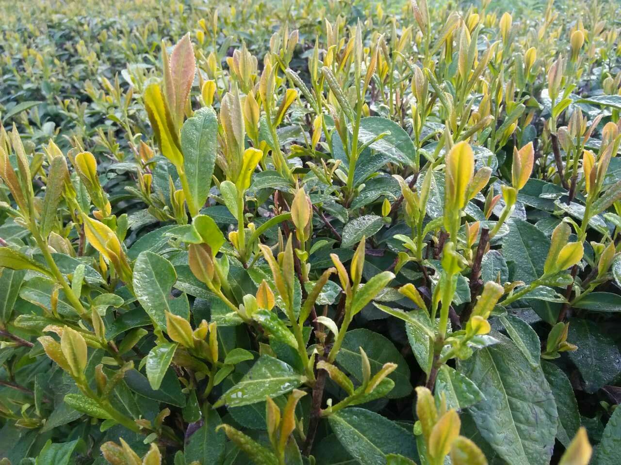 [高山红茶批发 2019年高山金观音小种红茶雨前茶