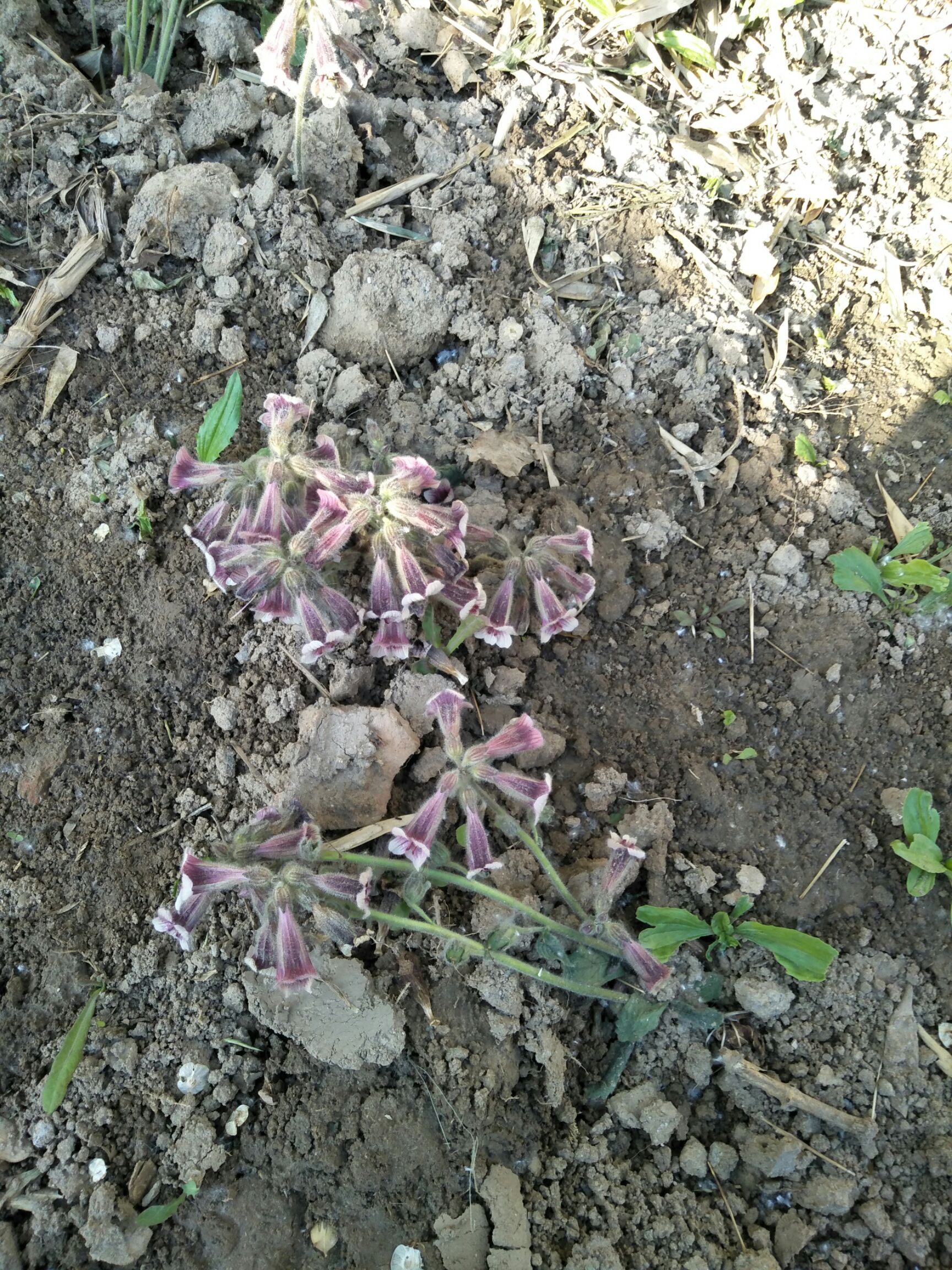 野生地黄