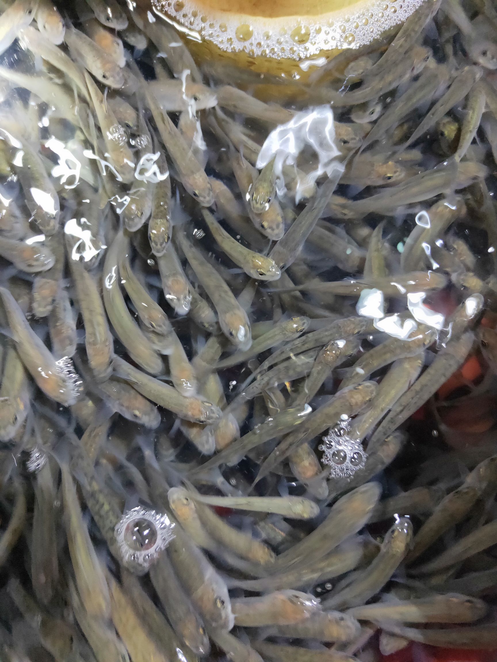 鲈鱼苗批发
