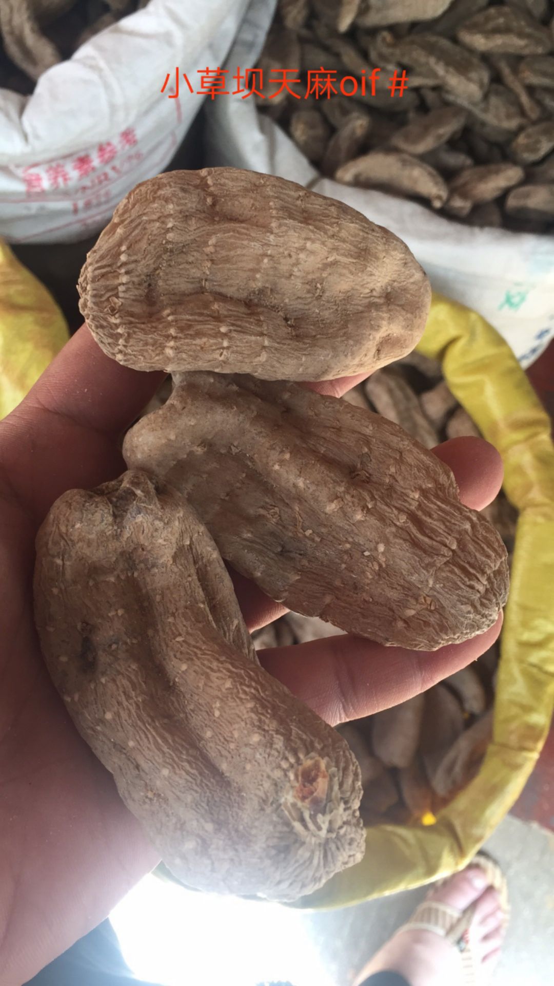 小草坝天麻 红天麻 乌黑天麻 非 生天麻 量大从优