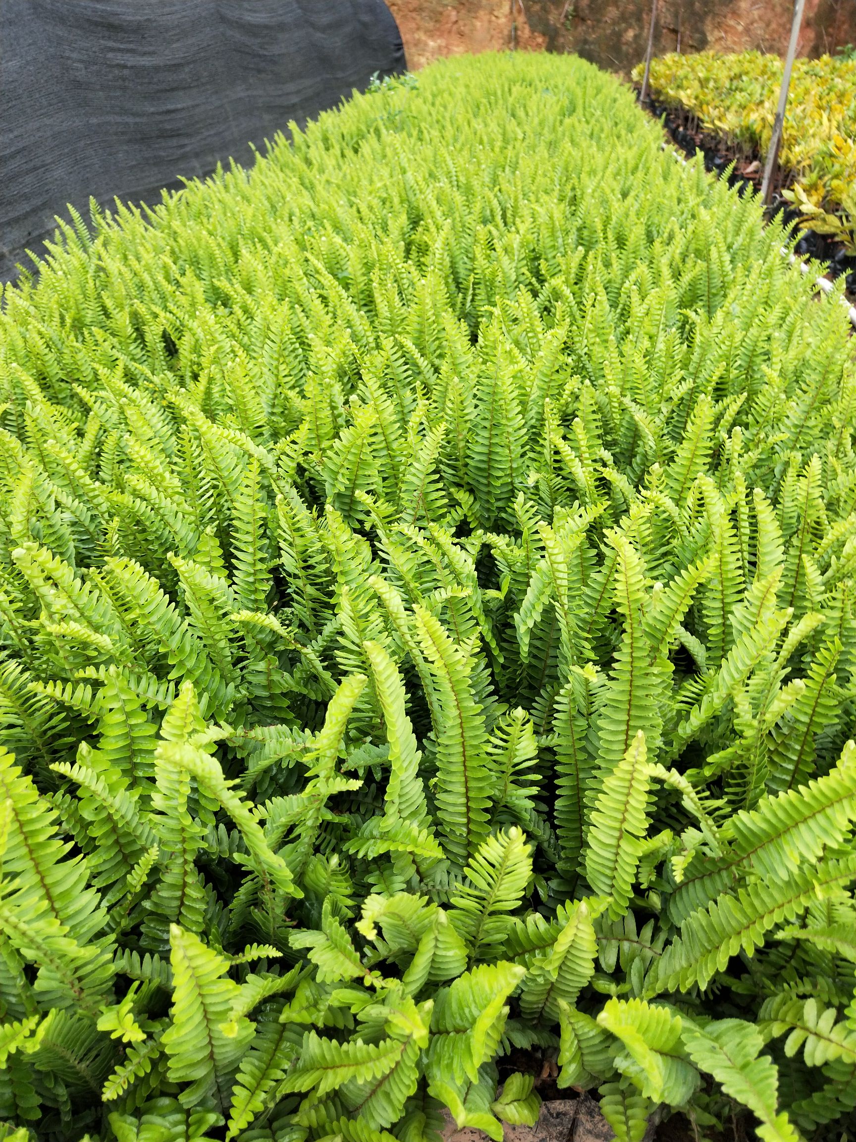 观赏用乌蕨 排骨草袋苗,肾蕨,现货大量供应