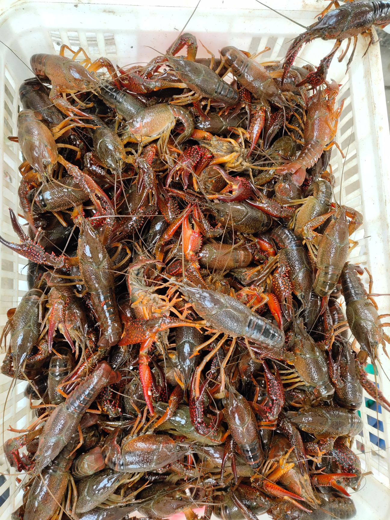 青壳小龙虾农户直供清水小龙虾货源充足品种齐全发货速度快质量