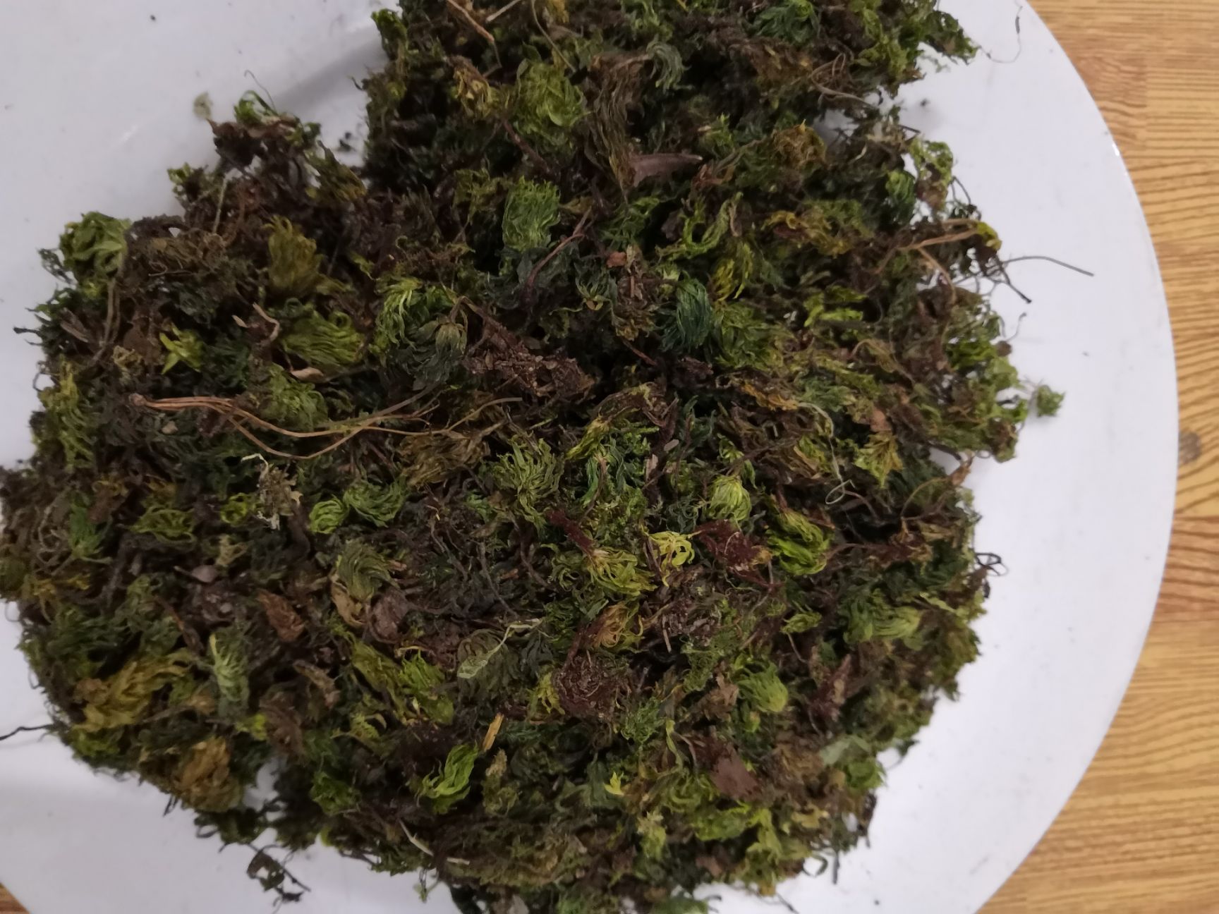 回心草(药材) 回心草我这里可以买到