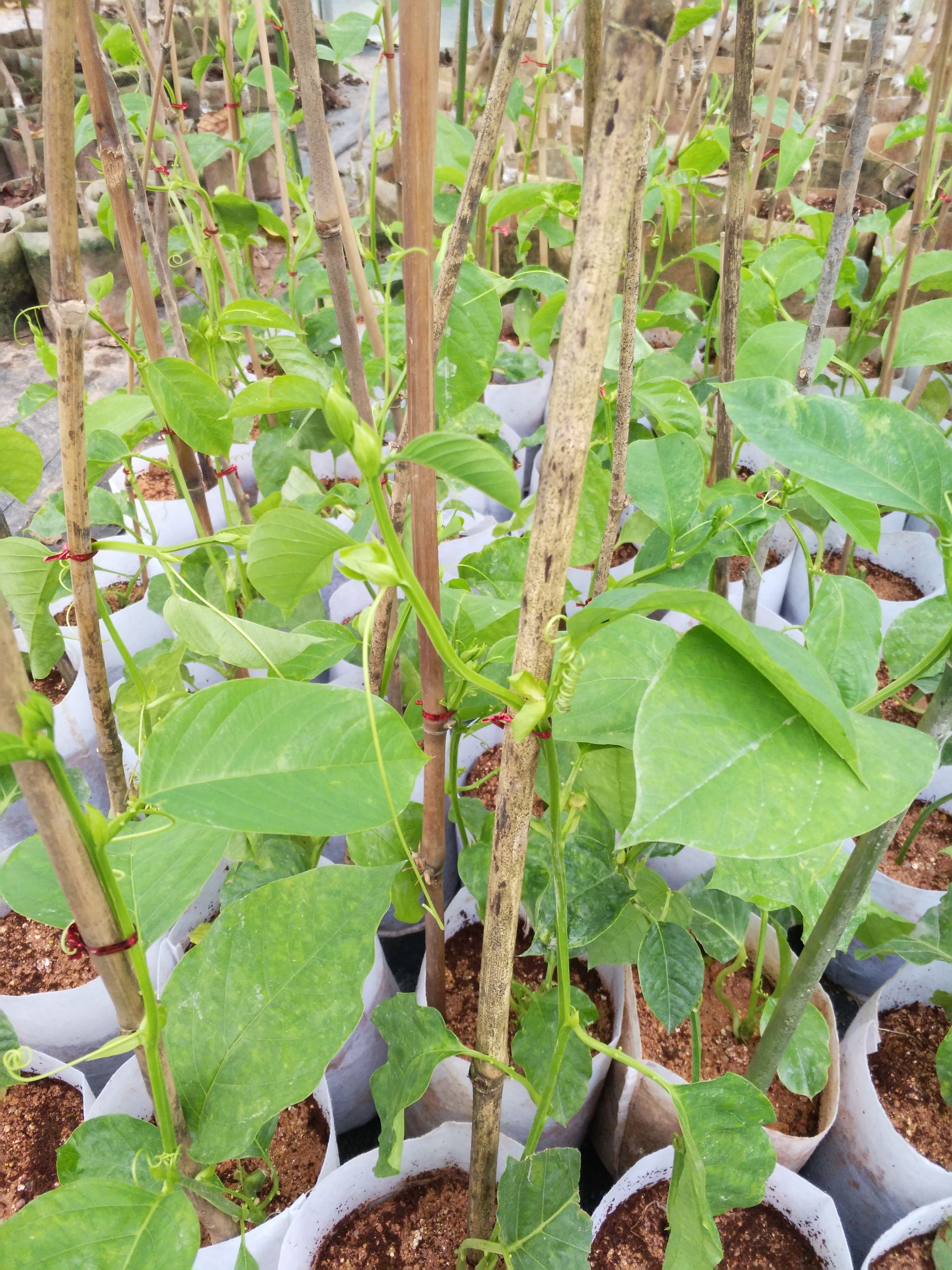 [黄果苗批发] 香蜜百香果苗,有着百香果的味道木瓜的.