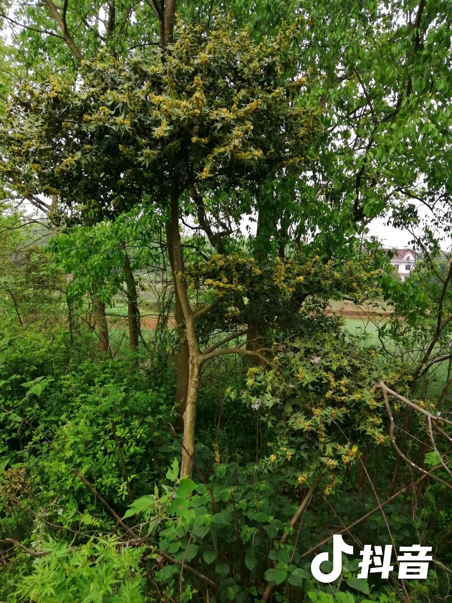 安徽省芜湖市无为县有刺枸骨 野生大枸骨树,型似迎客松,树高3.5米