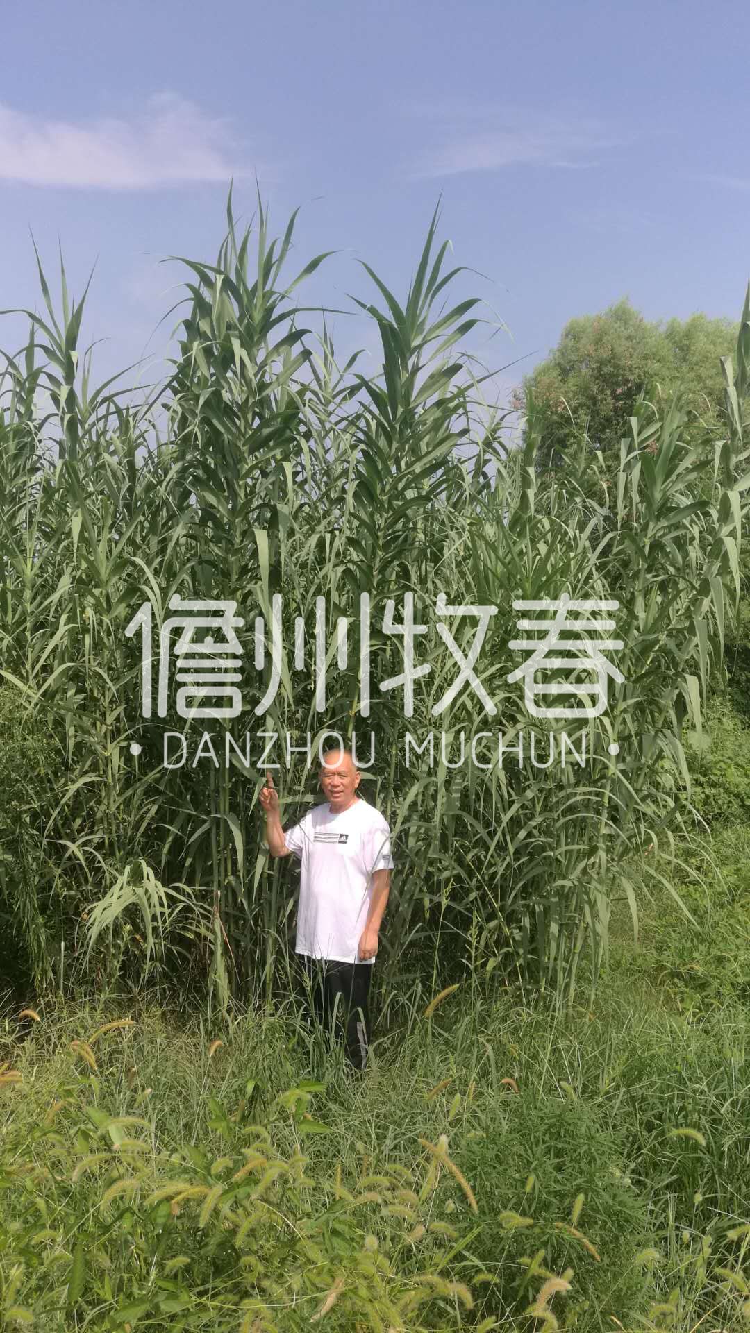 [牧草批发 绿洲一号苗 绿洲一号种苗 绿洲一号种子 国家菌草中心供苗