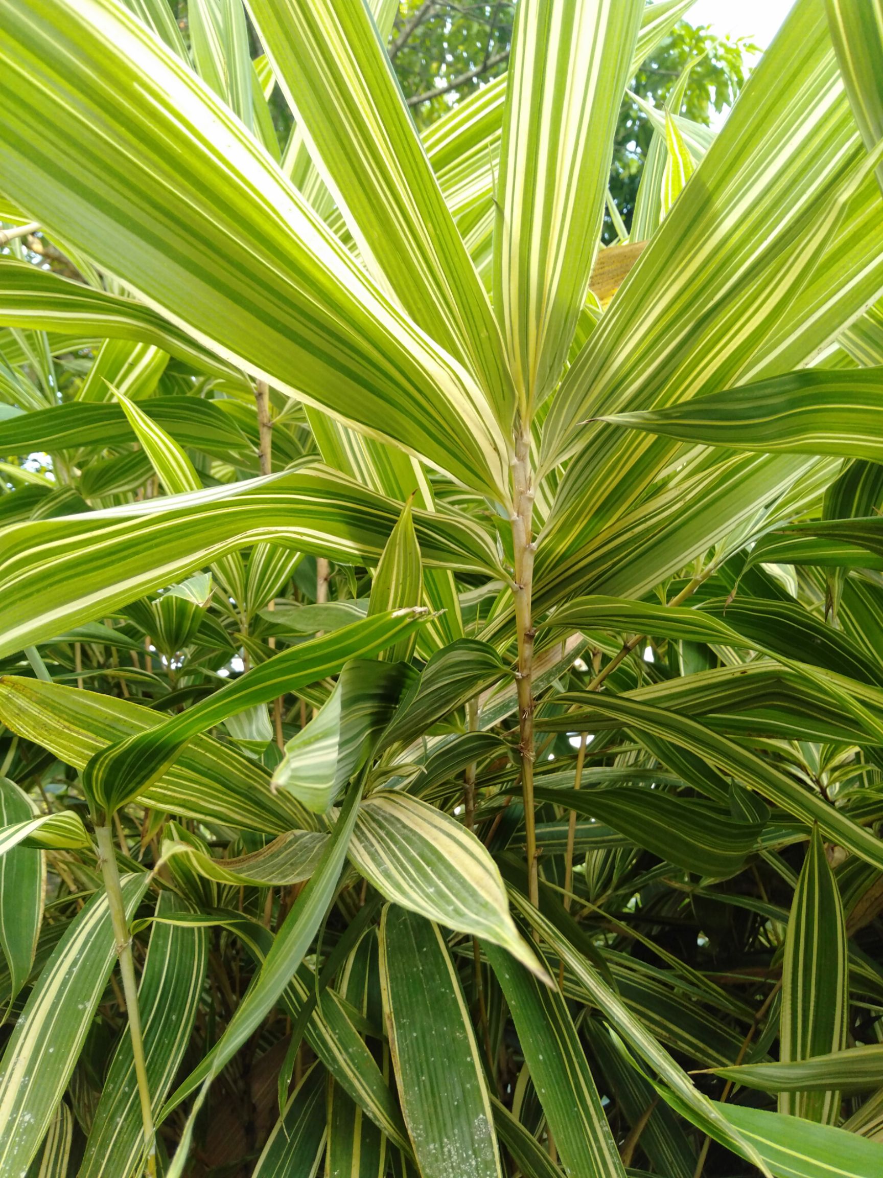 云南思茅景谷傣族彝族自治县彩虹石竹 七彩红竹