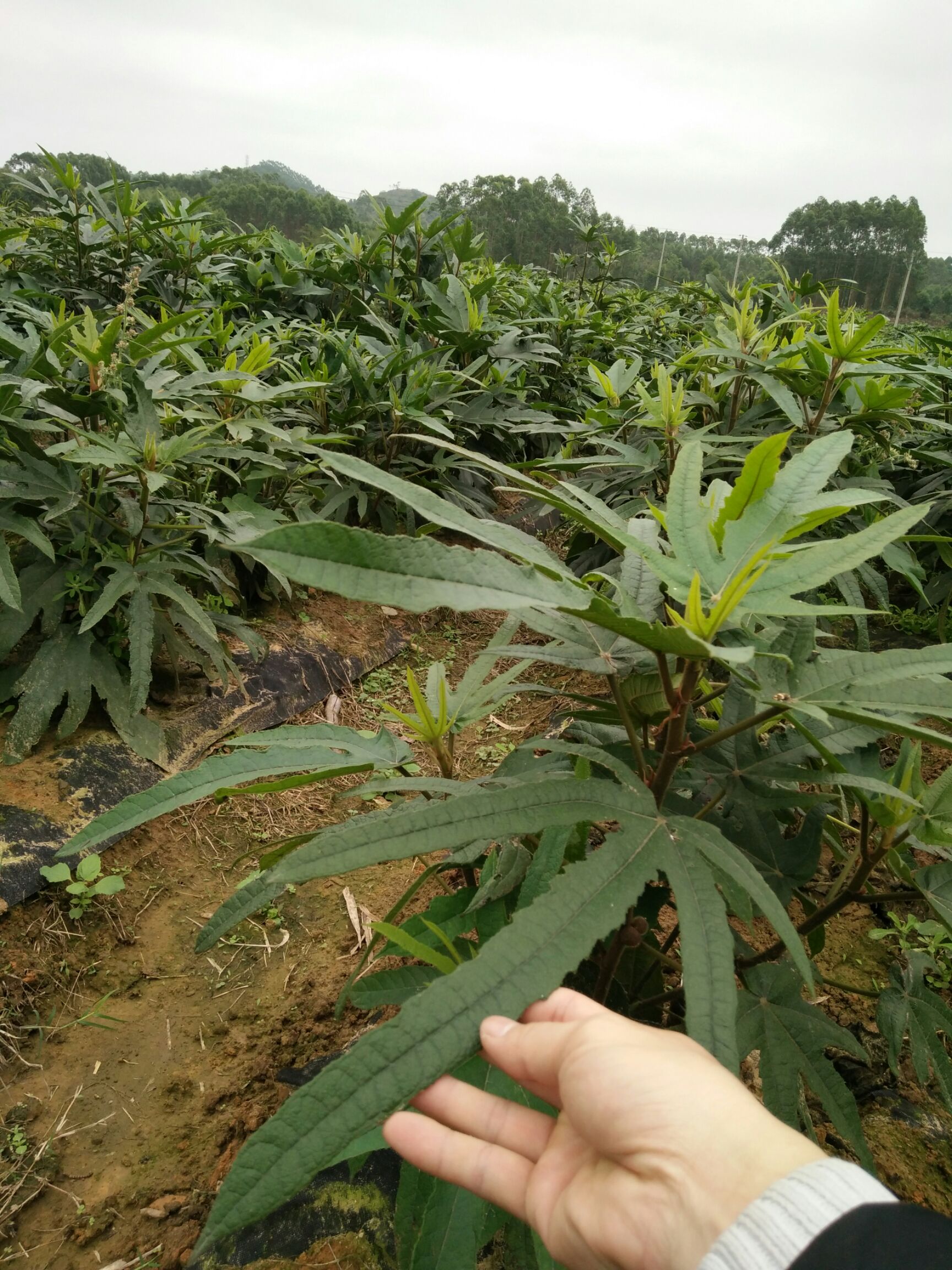 新鲜五指毛桃