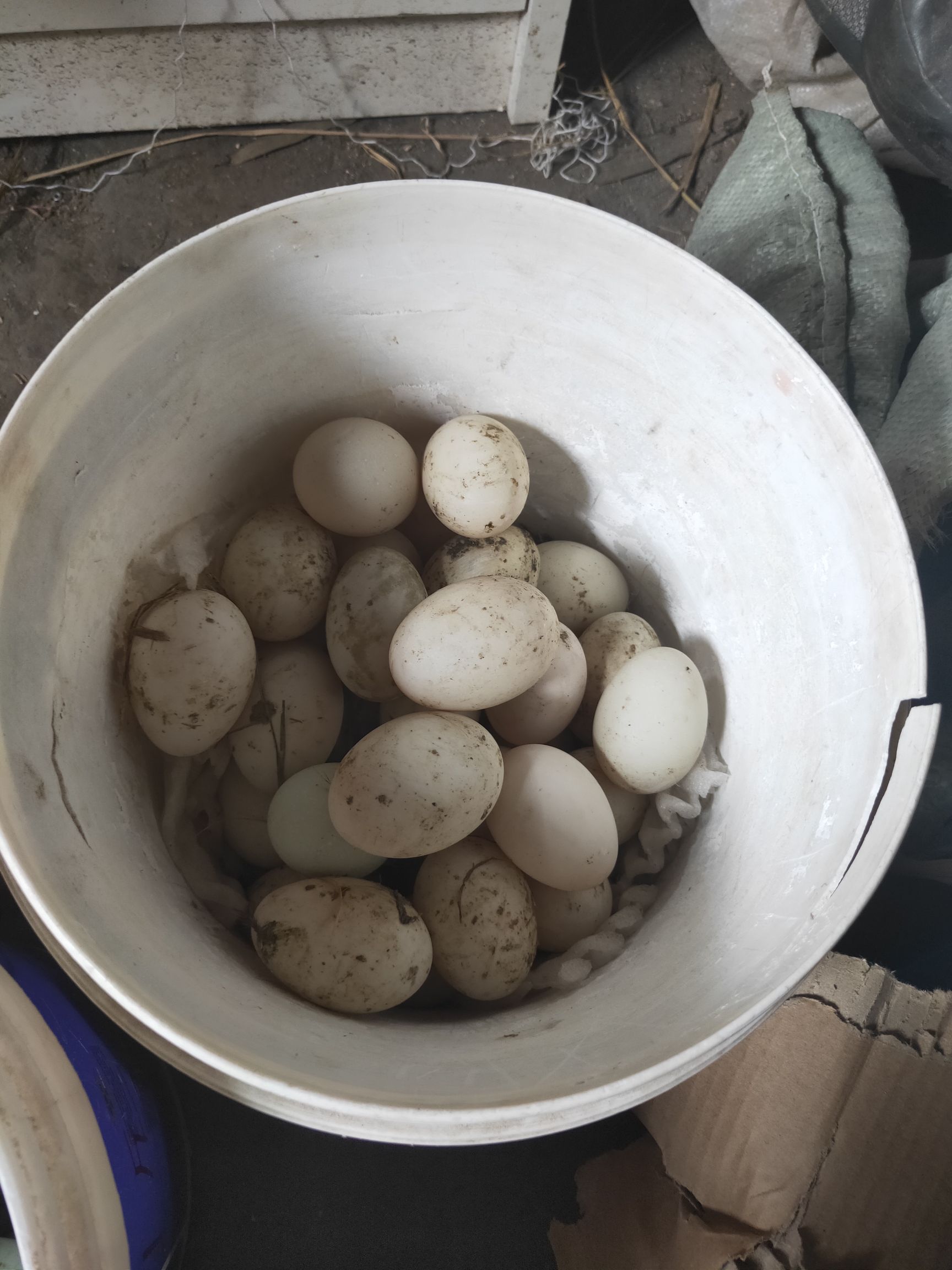 金定鸭蛋批发采购_金定鸭蛋供应_金定鸭蛋价