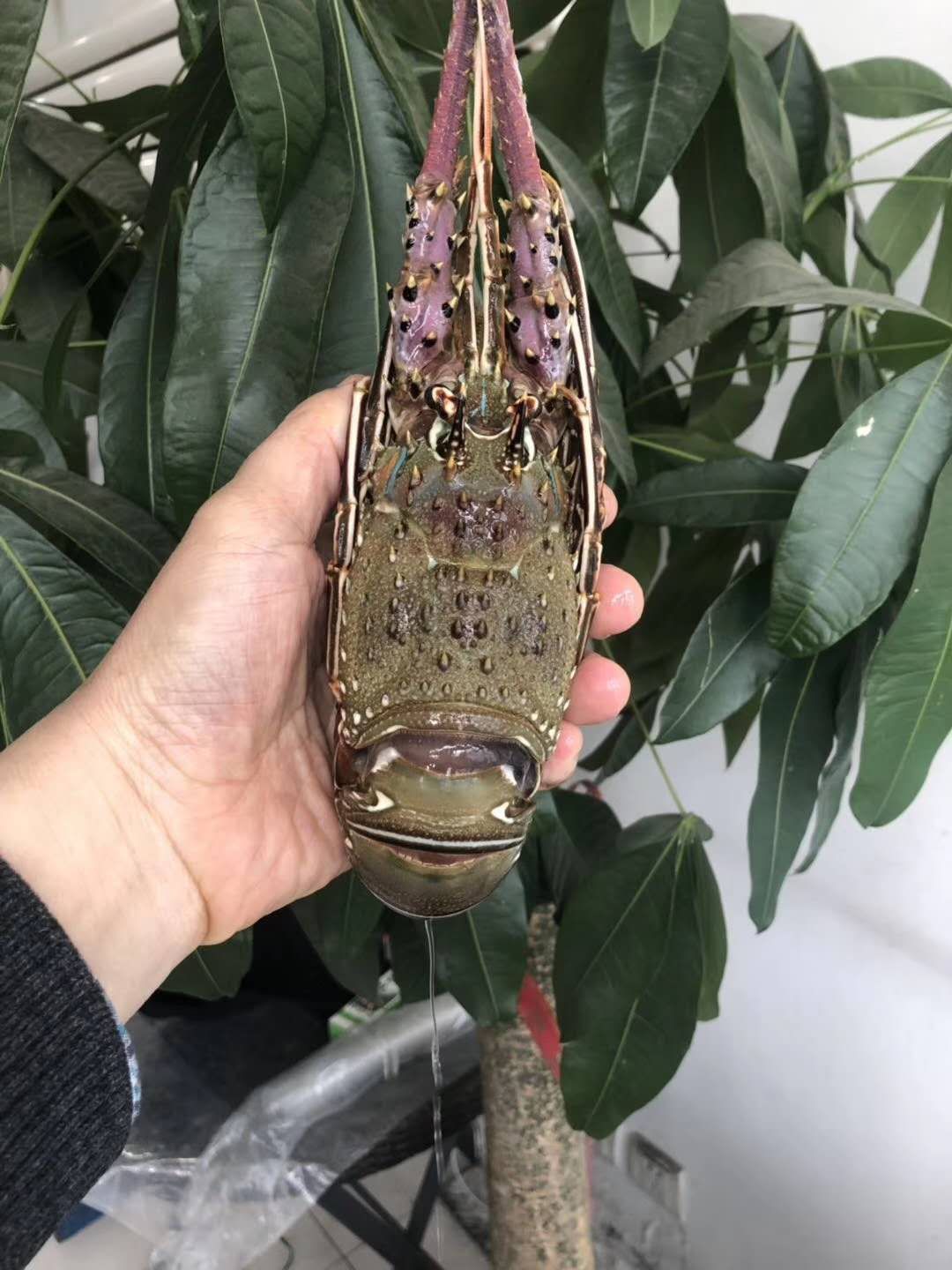 小青龙虾 小青龙