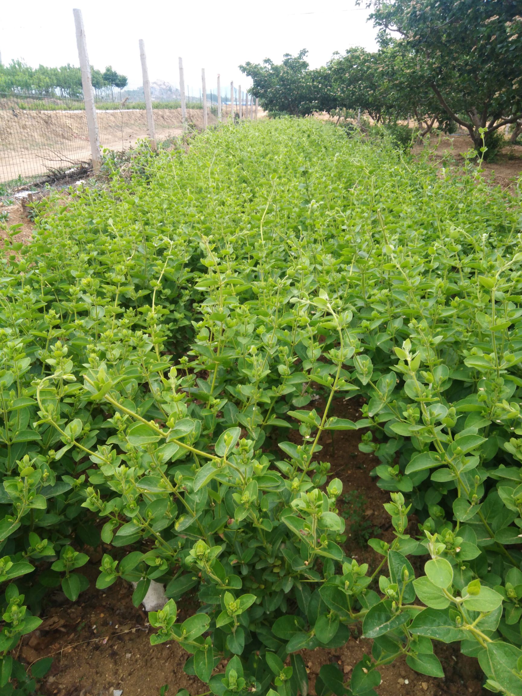 供应大厅 种子种苗 金银花苗 商品详情 本基地位于金银花之乡平邑