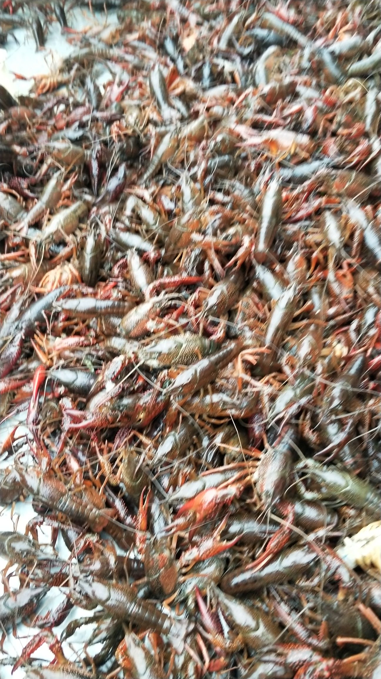品种名:克氏原螯虾 品种名:克氏原螯虾 规格:大红6-9钱 饲养