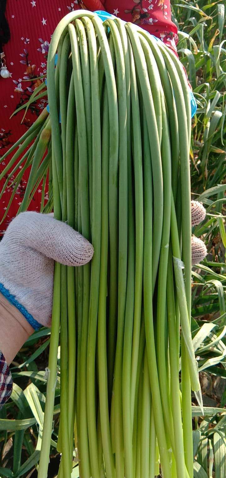 [红帽蒜苔批发] 本地杂交红帽蒜薹大量出库价格3元/斤 - 惠农网