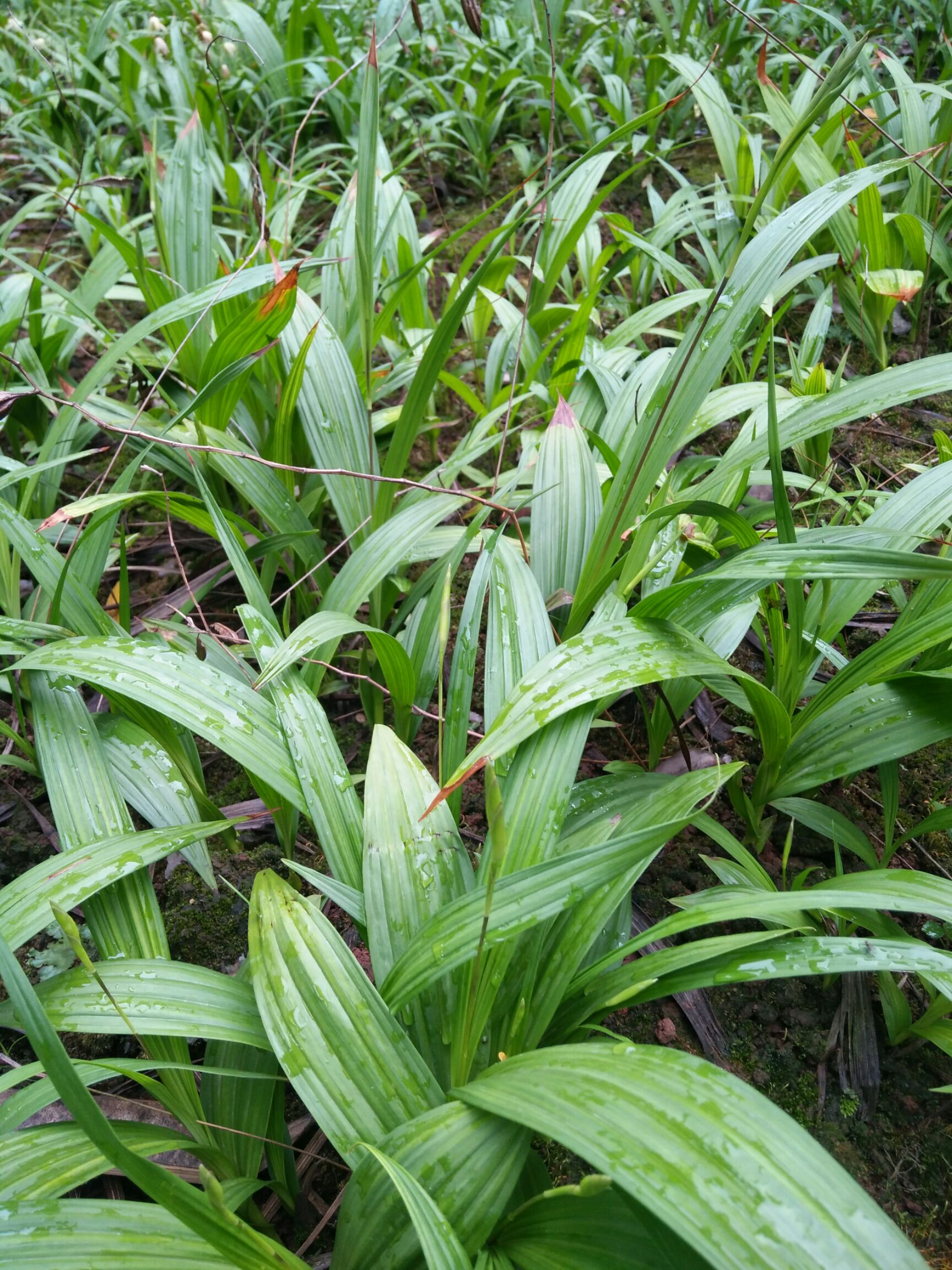 紫花白芨苗 白芨种苗