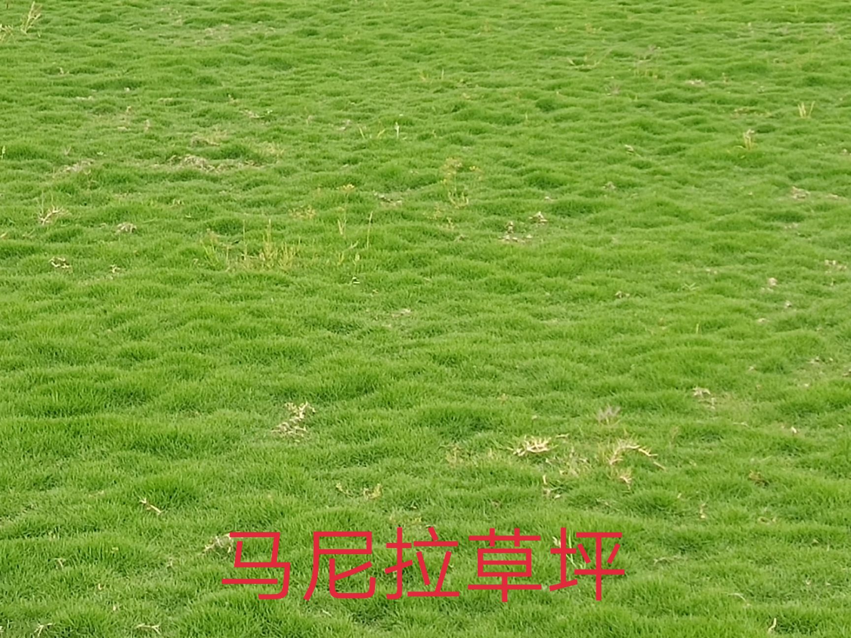 [马尼拉草皮批发] 绿化草坪价格1元/棵 - 惠农网