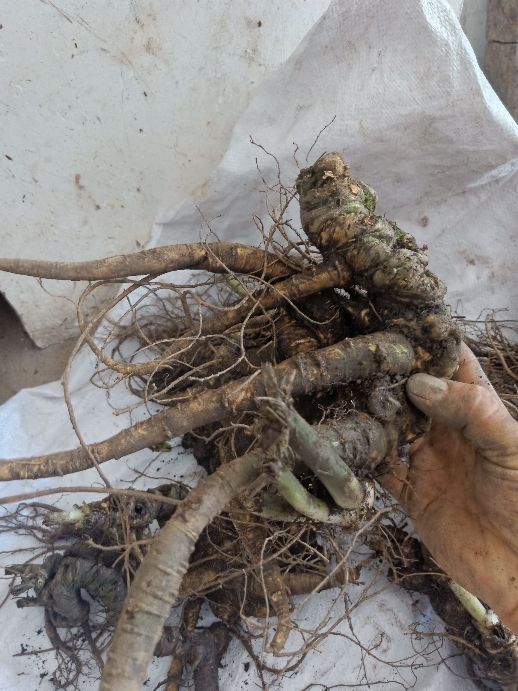 三七,竹节参鲜货块茎种