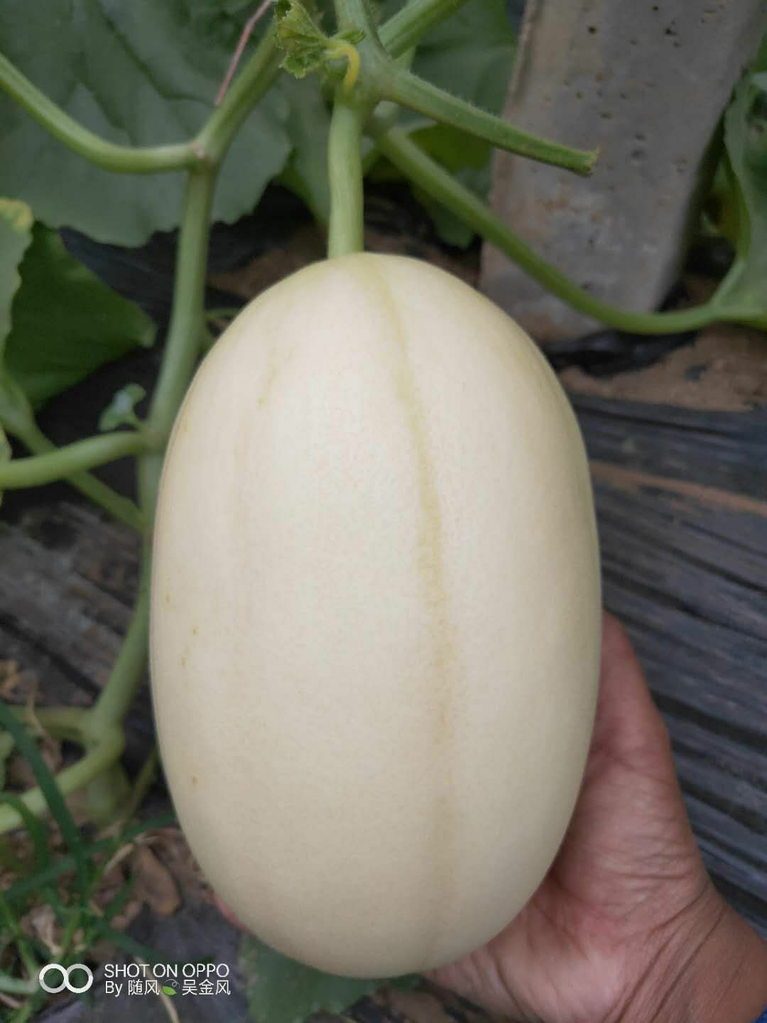 东方蜜一号甜瓜白皮红肉脆甜