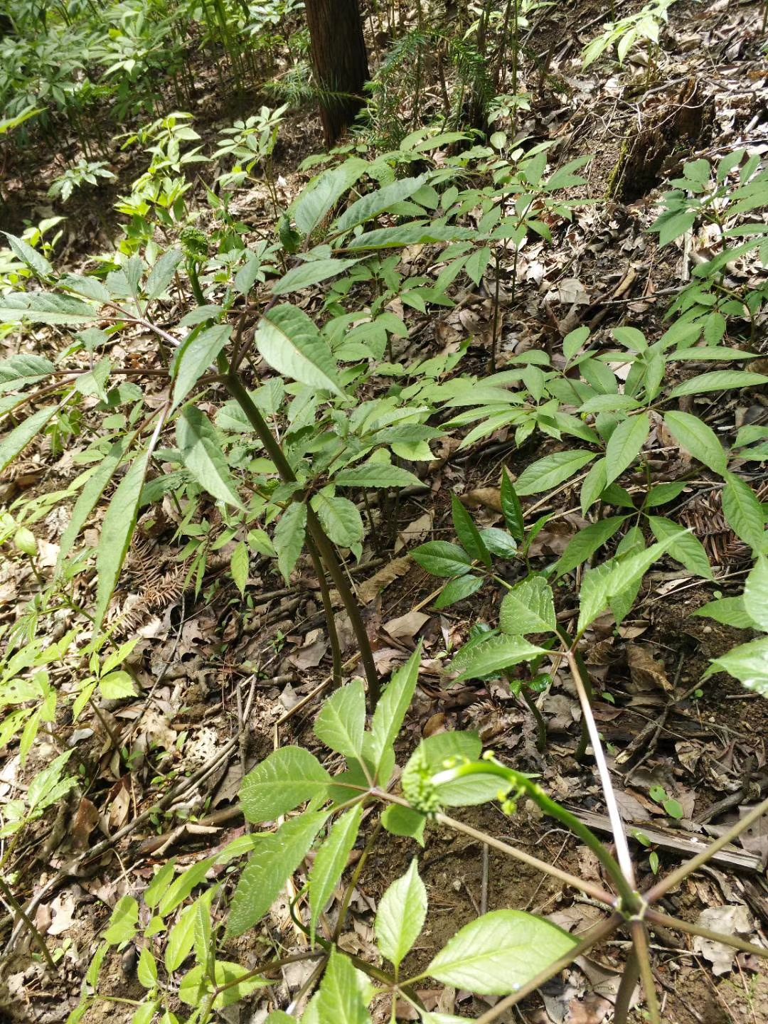 三七,竹节参鲜货块茎种