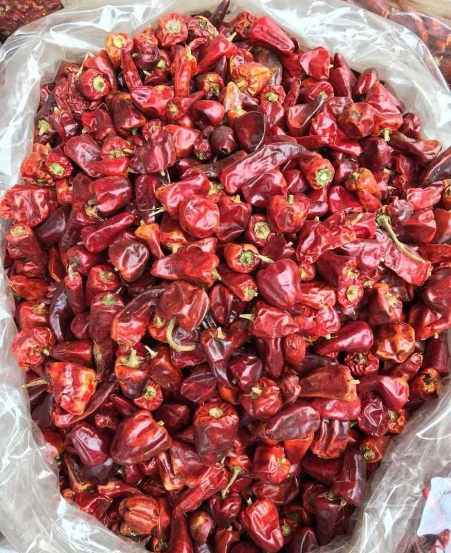 灯笼椒干辣椒 贵州灯笼椒 11元/斤,量大价格可协商